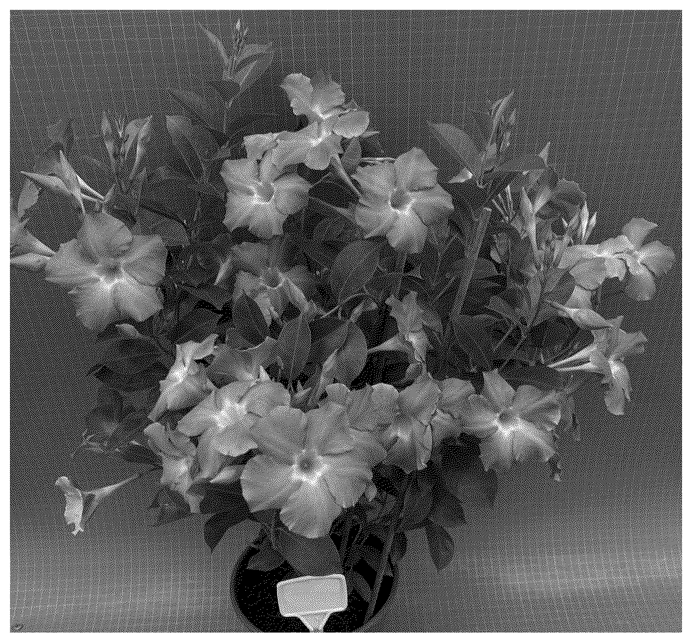 Patent USPP037330 — Mandevilla plant named ‘TVMD1330’ — Figure 1