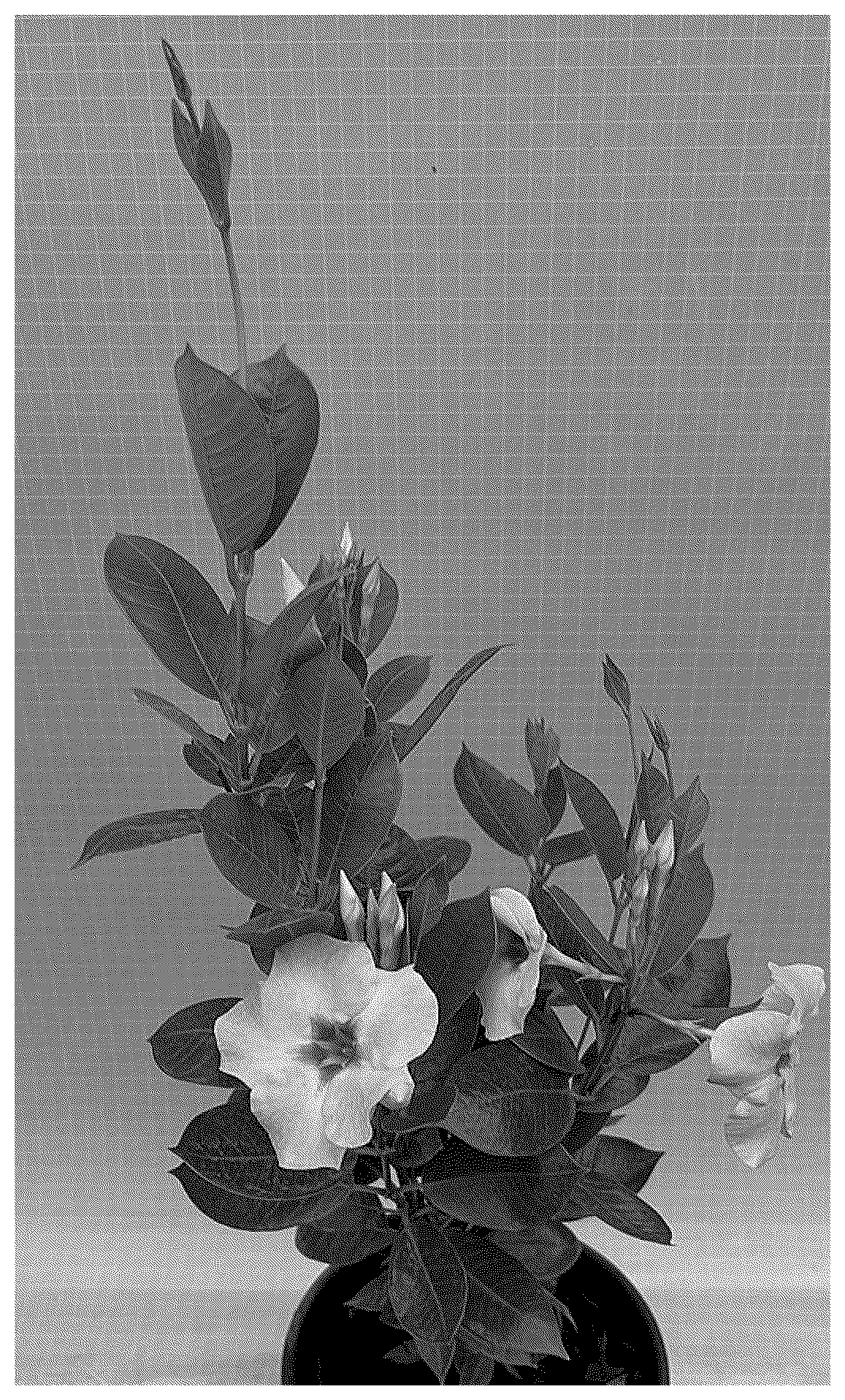 Patent USPP037331 — Mandevilla plant named ‘TVMD1573’ — Figure 1