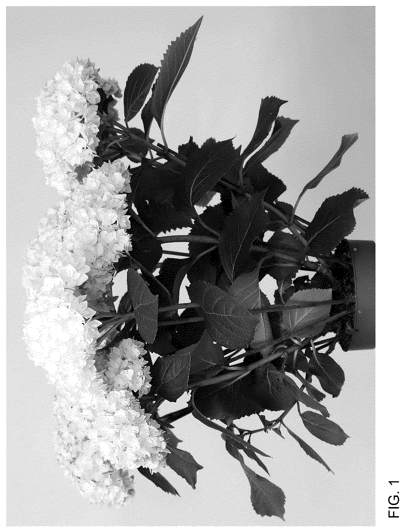 Patent USPP037332 Figure 1 – Hydrangea plant named ‘HORE9311’