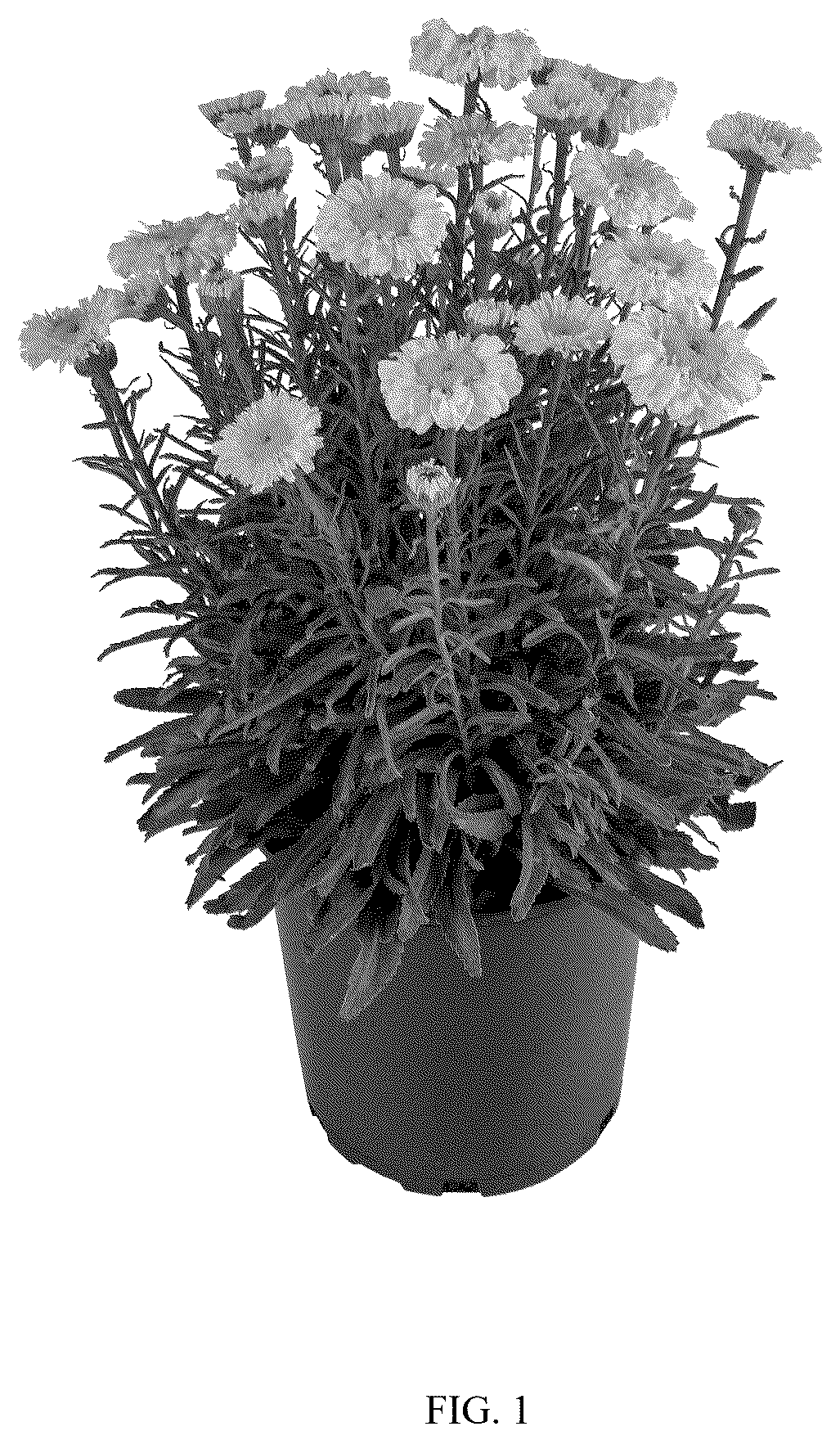 Patent USPP037333 Figure 1 – Leucanthemum plant named ‘Real Jewel’