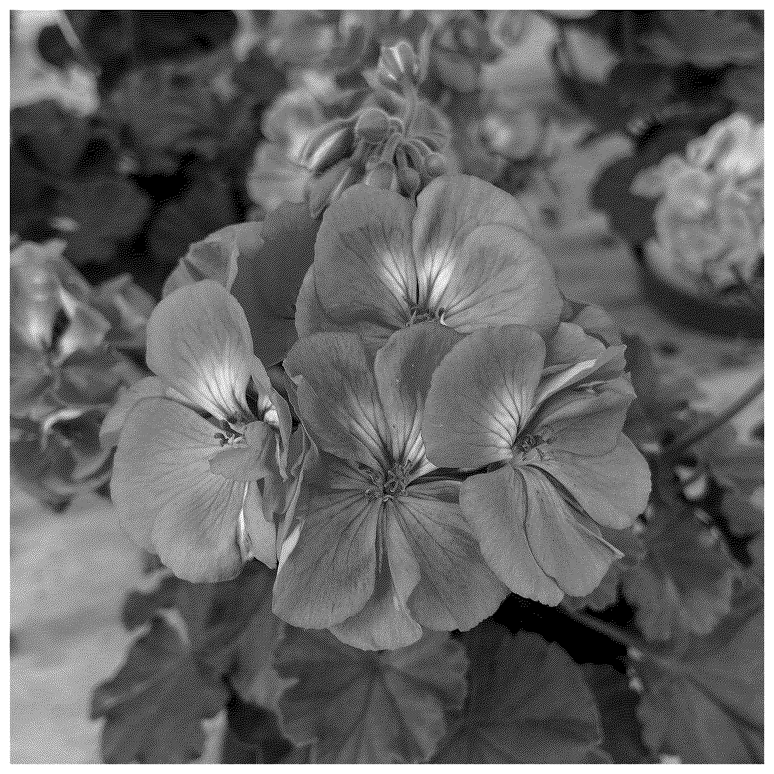 Patent USPP037334 — Pelargonium plant named ‘KLEPZ24856’ — Figure 1