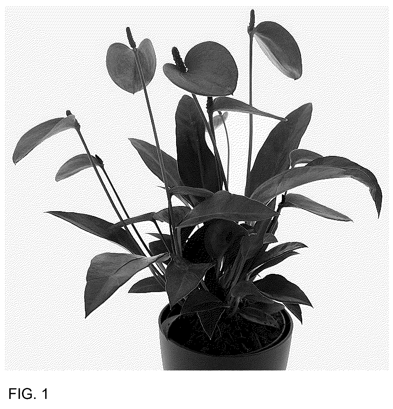 Patent USPP037335 — Anthurium plant named ‘AN2181990’ — Figure 1