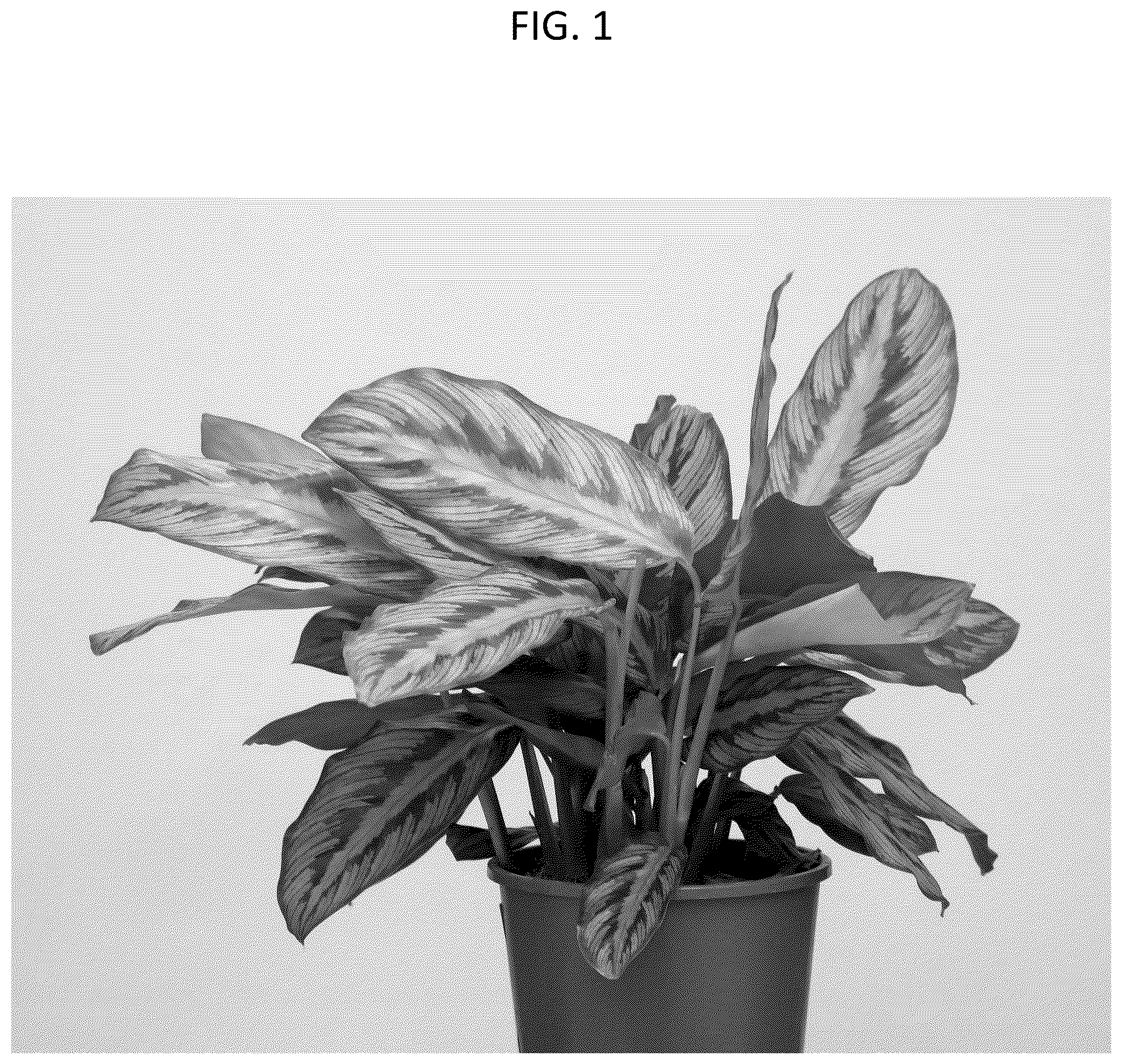 Patent USPP037336 — Calathea plant named ‘HGV25’ — Figure 1