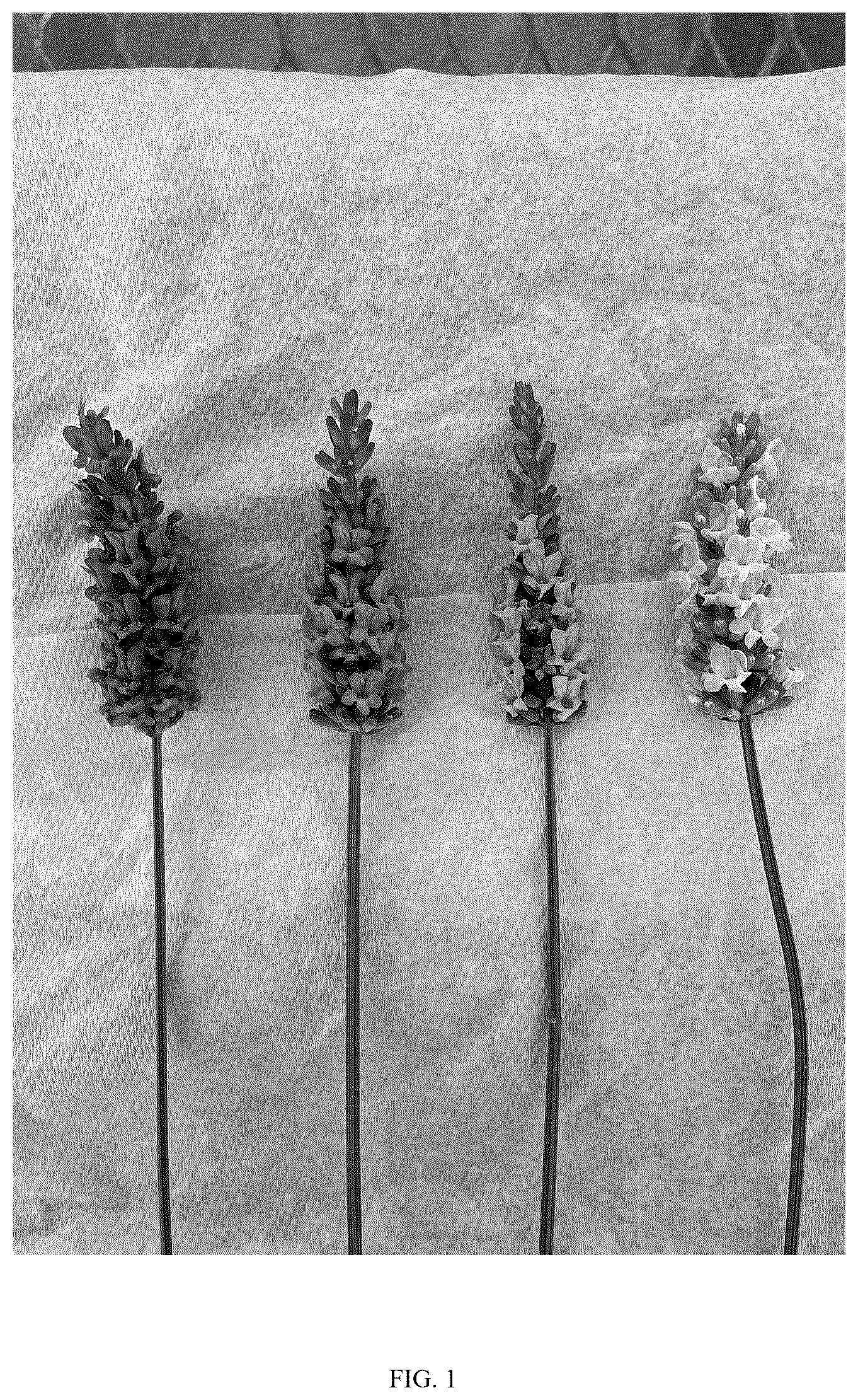 Patent USPP037337 Figure 1 – Hybrid lavender plant named ‘SENS-M1’