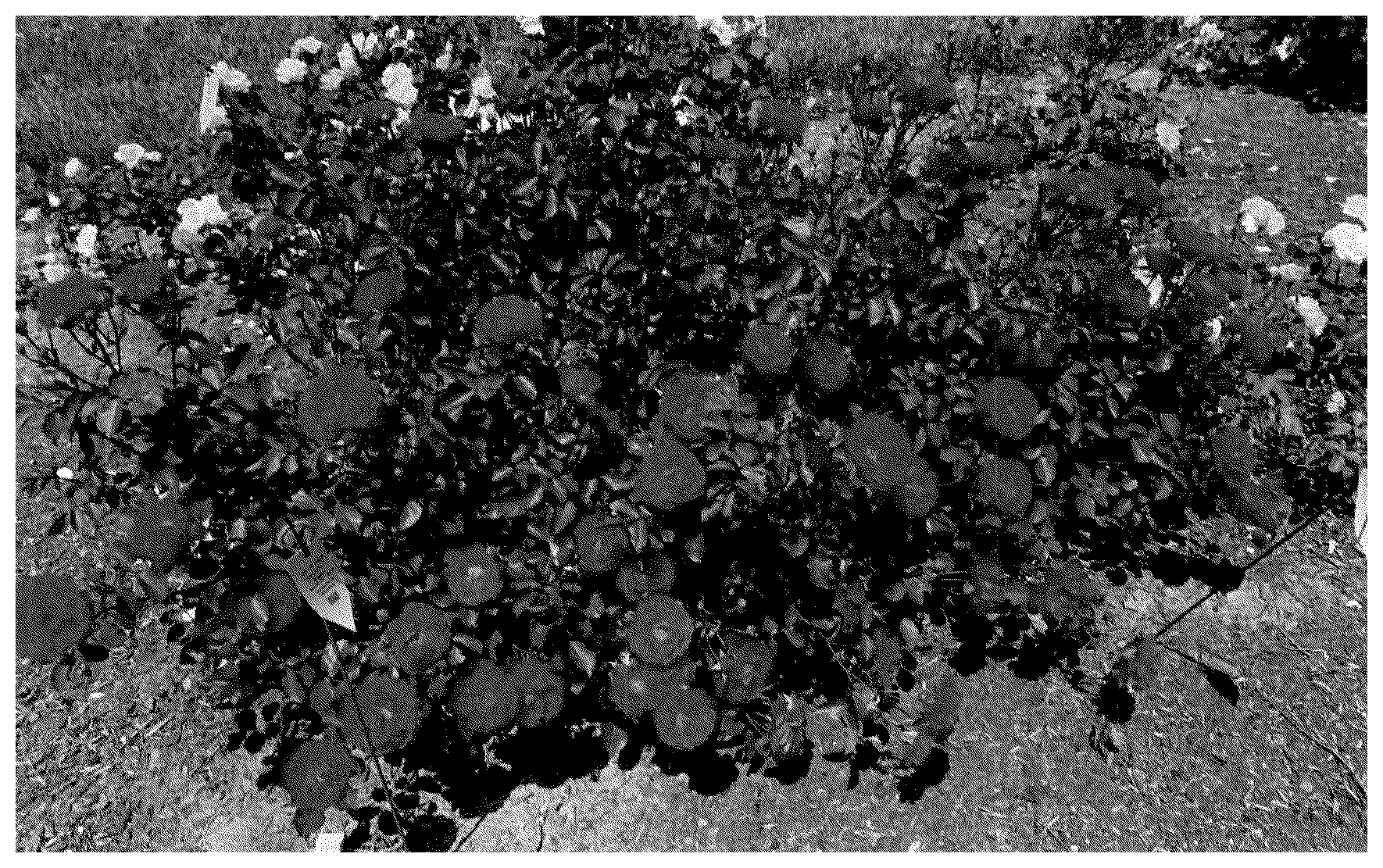 Patent USPP037338 — Grandiflora rose plant named ‘Radtriple’ — Figure 1