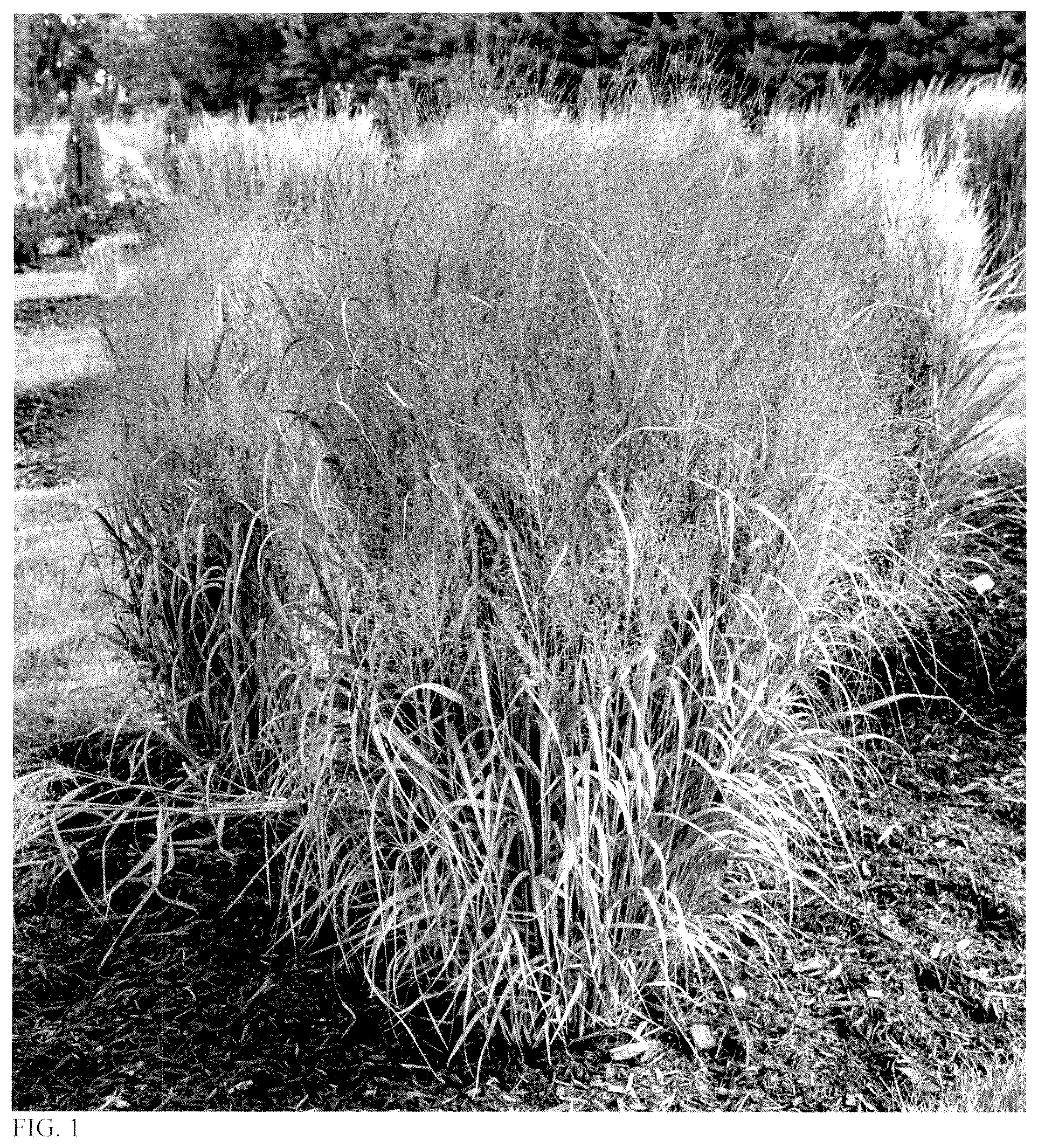 Patent USPP037339 — Panicum plant named ‘October Sky’ — Figure 1