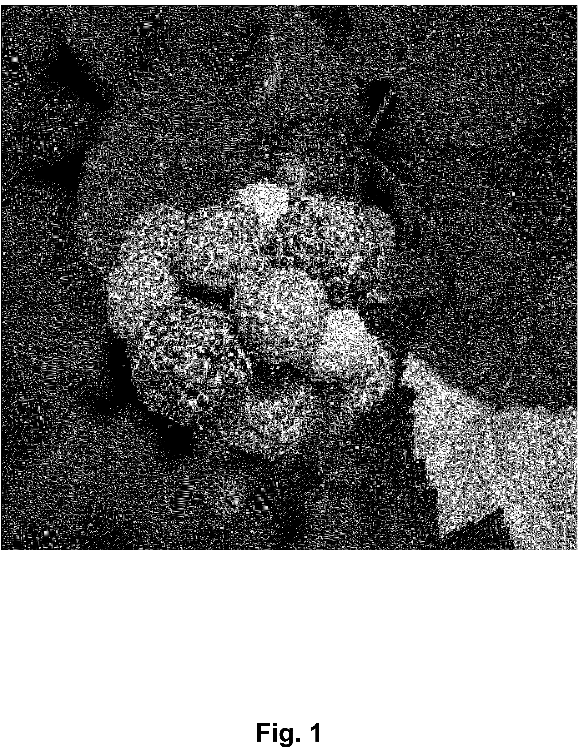 Patent USPP037340 Figure 1 – Black raspberry plant named ‘Shekinah Tahi’