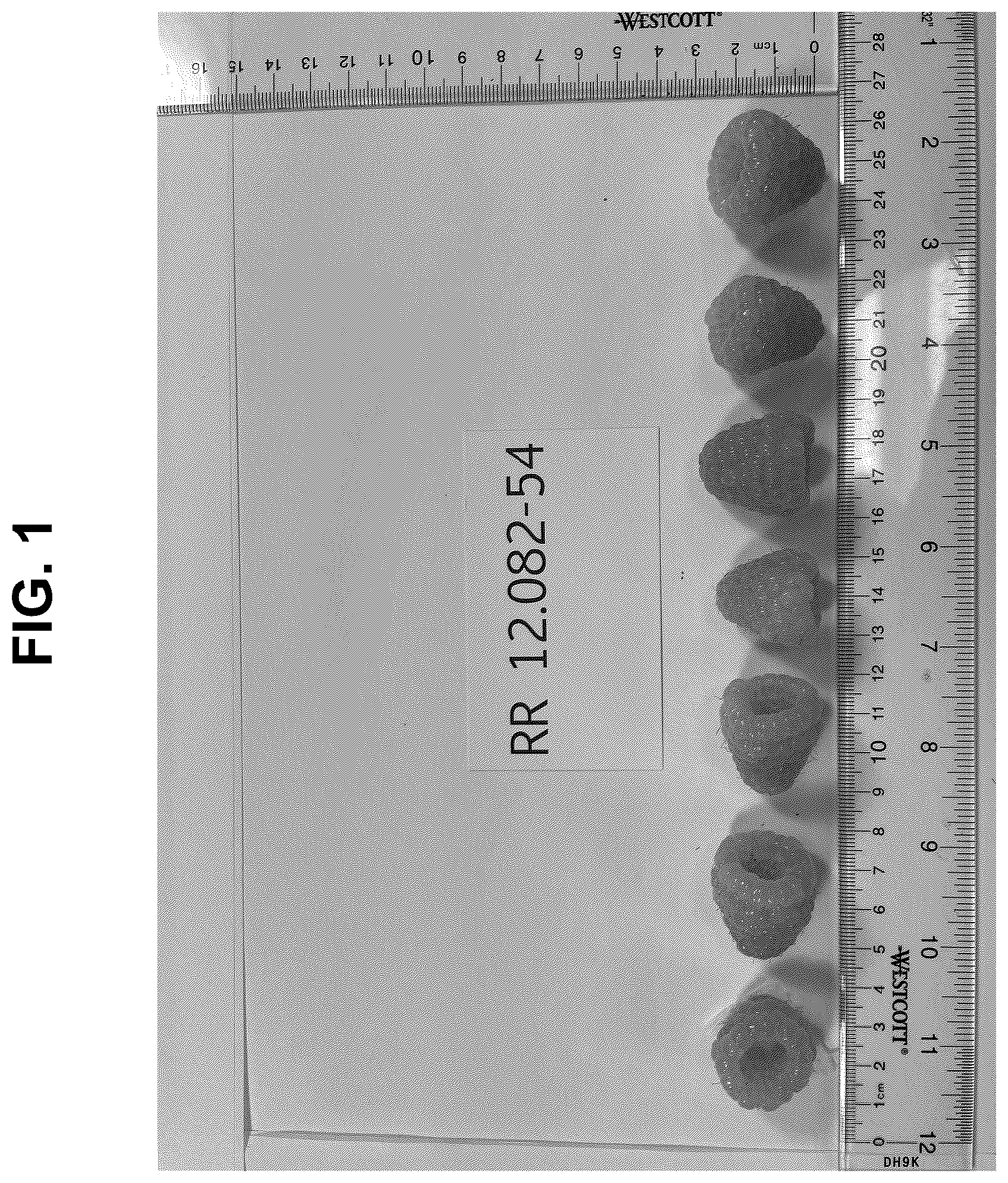Patent USPP037341 — Raspberry plant named ‘PS-12.082-54’ — Figure 1