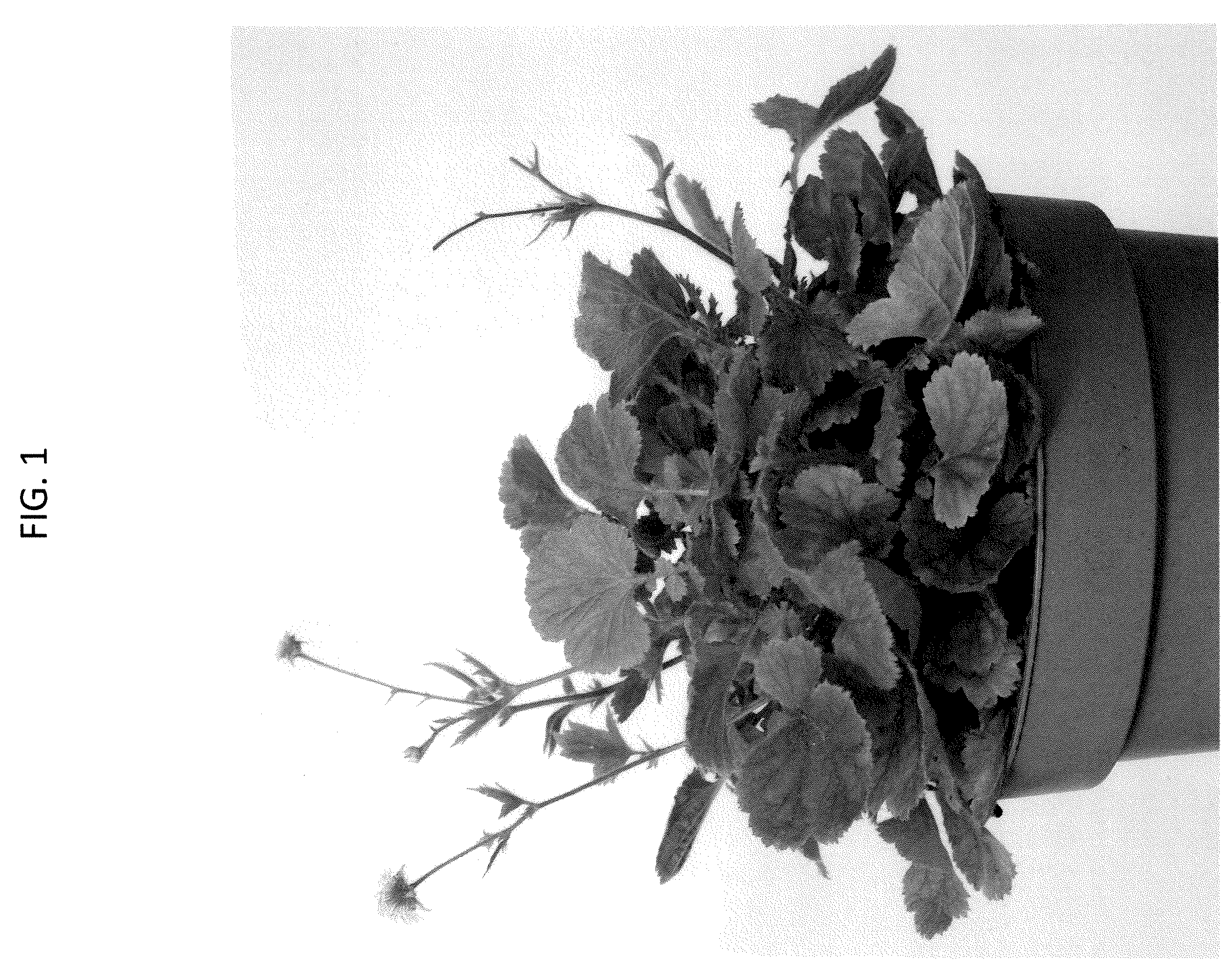 Patent USPP037342 — Geum plant named ‘MACGEU050’ — Figure 1