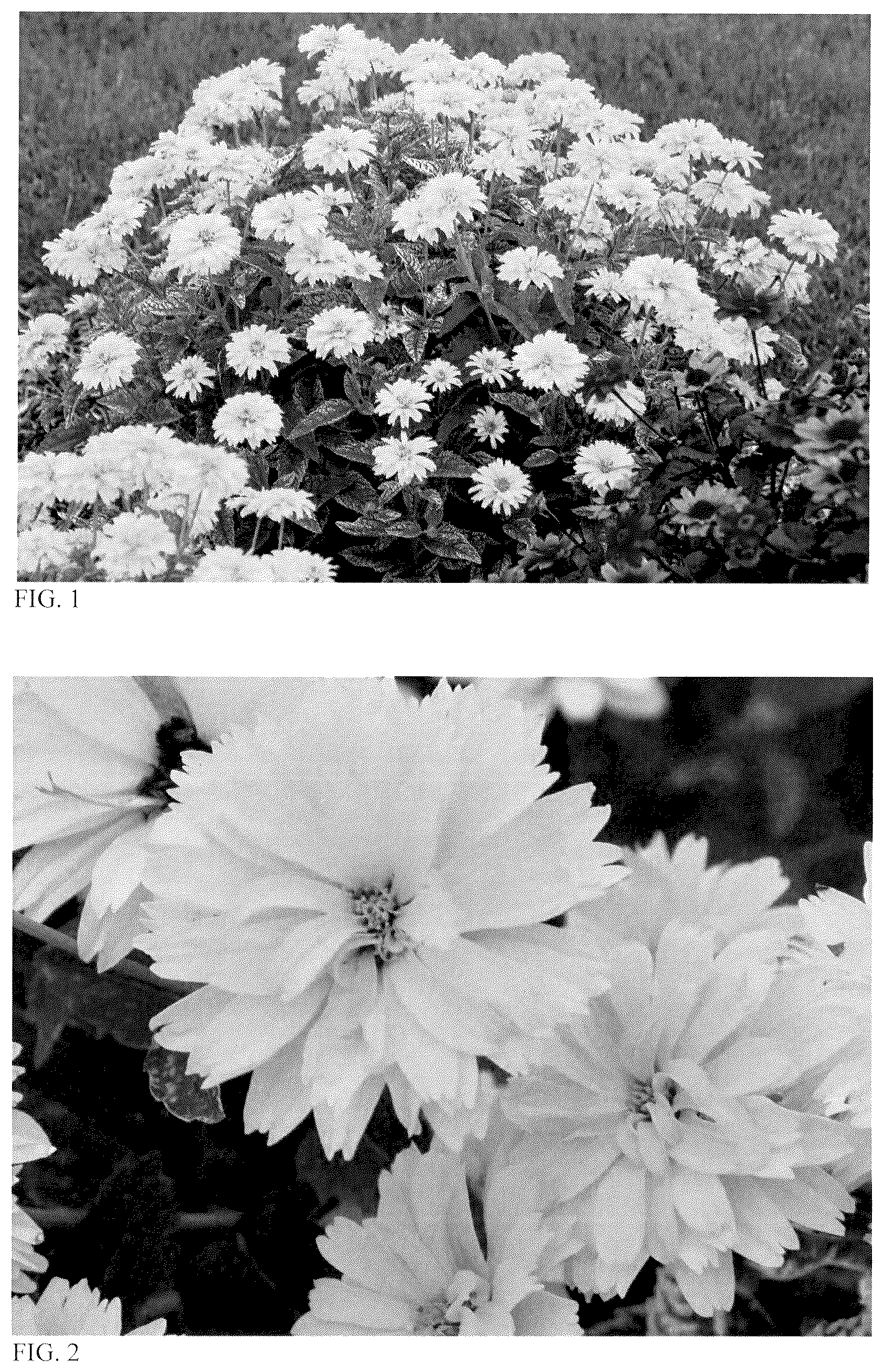 Patent USPP037343 — Heliopsis plant named ‘Sunny Disposition’ — Figure 1