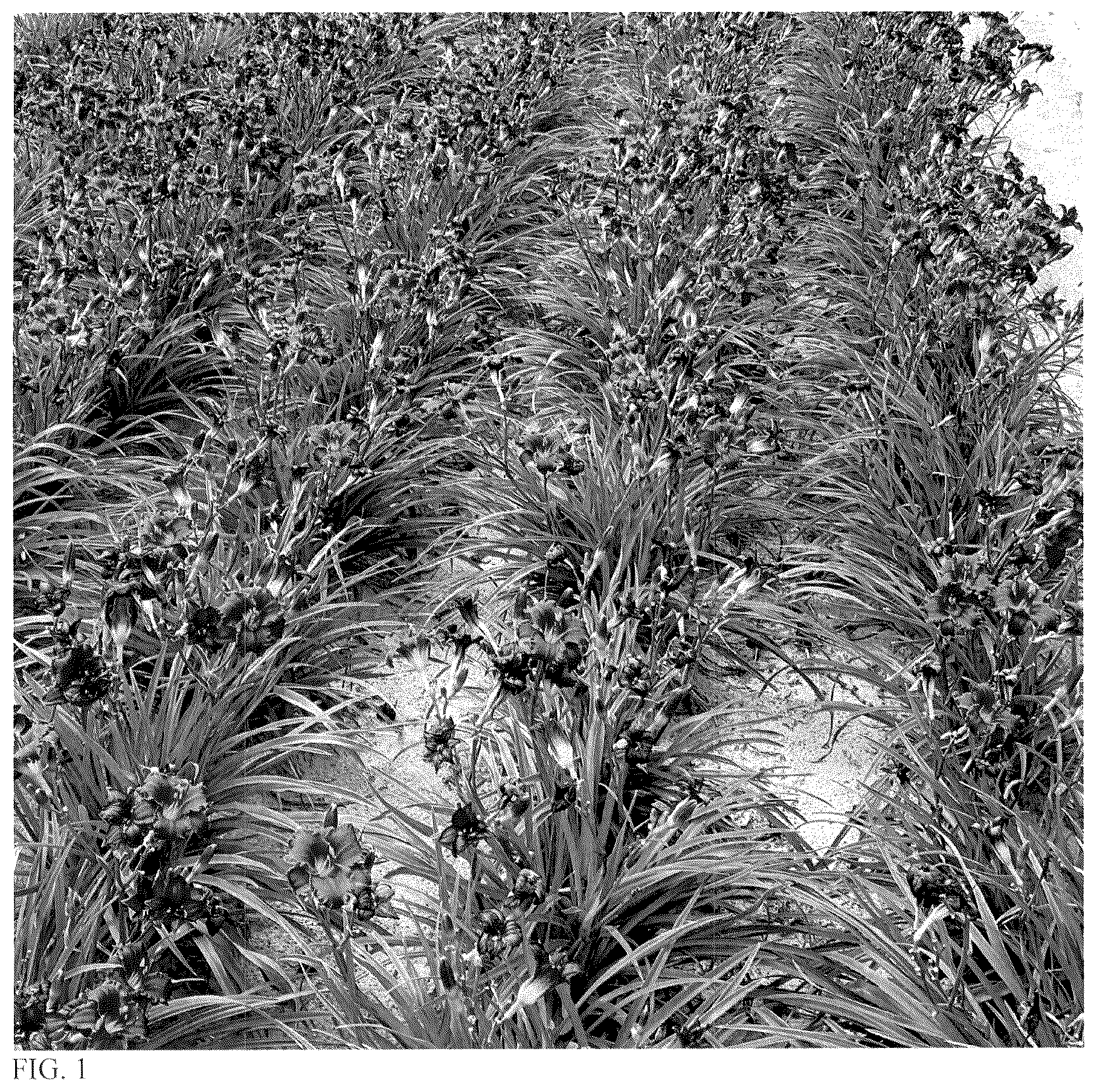 Patent USPP037344 Figure 1 – Hemerocallis plant named ‘Rule of Plum’