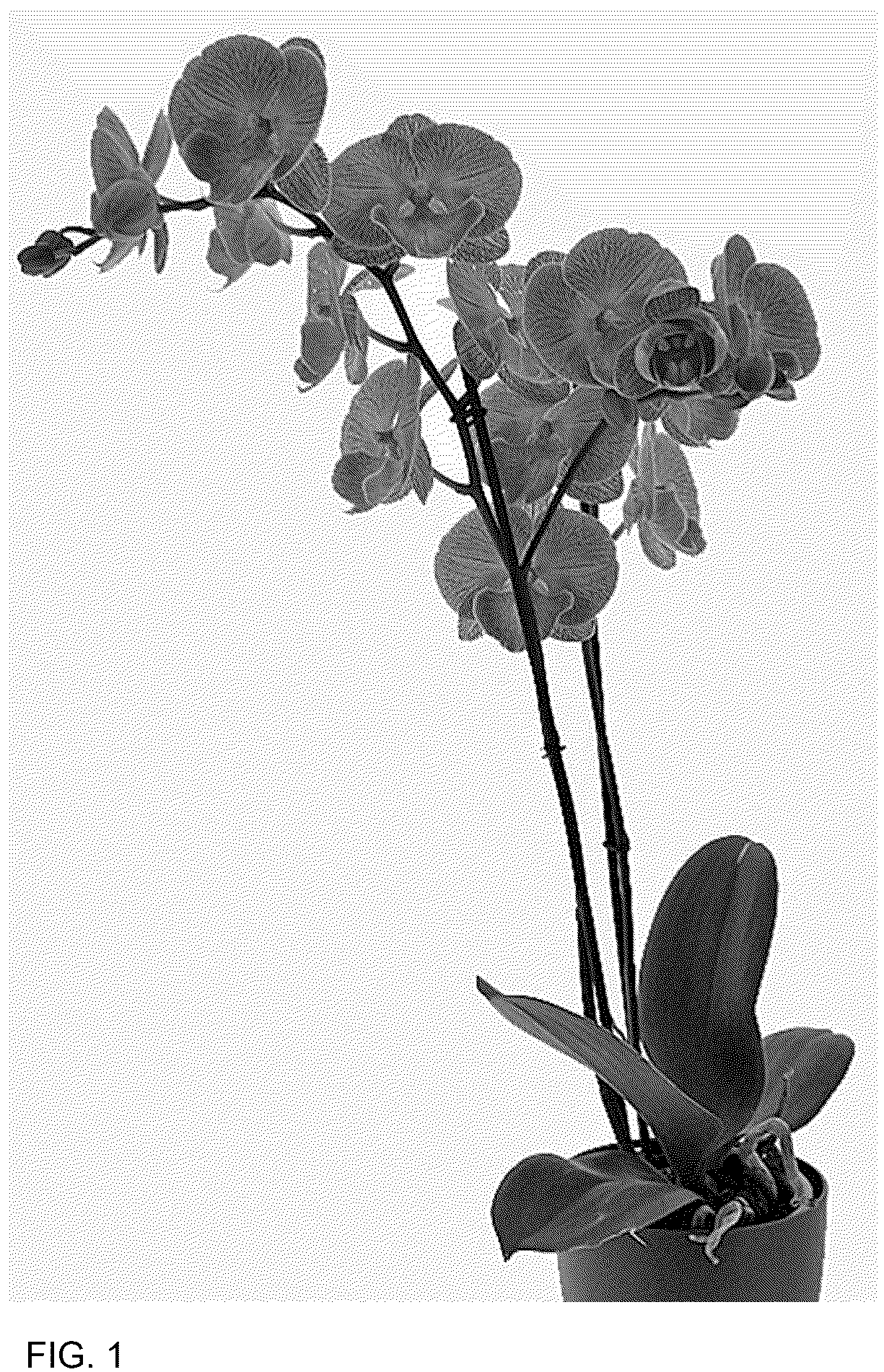 Patent USPP037345 — Phalaenopsis plant named ‘Talk Show’ — Figure 1