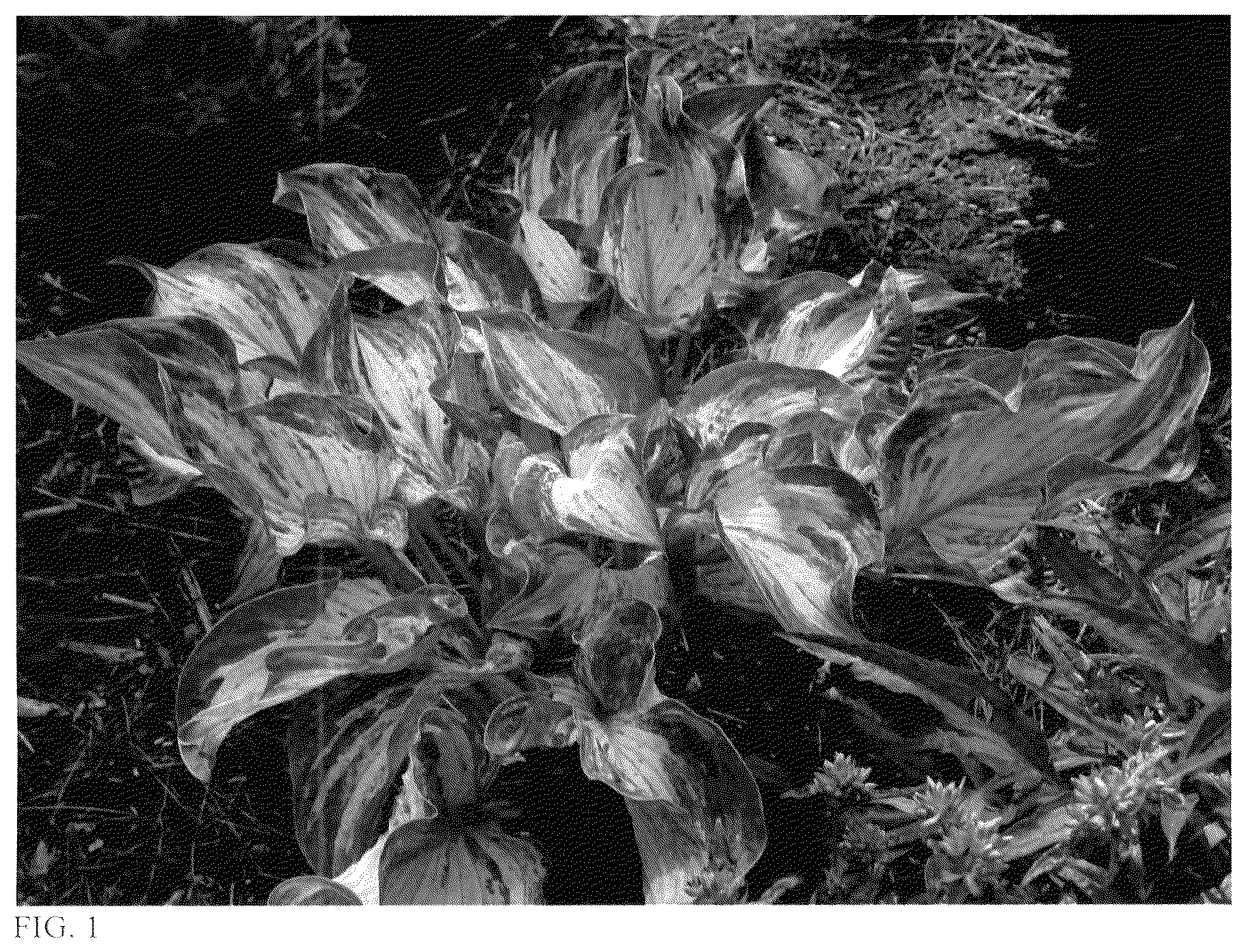 Patent USPP037346 — Hosta plant named ‘Frog in My Throat’ — Figure 1