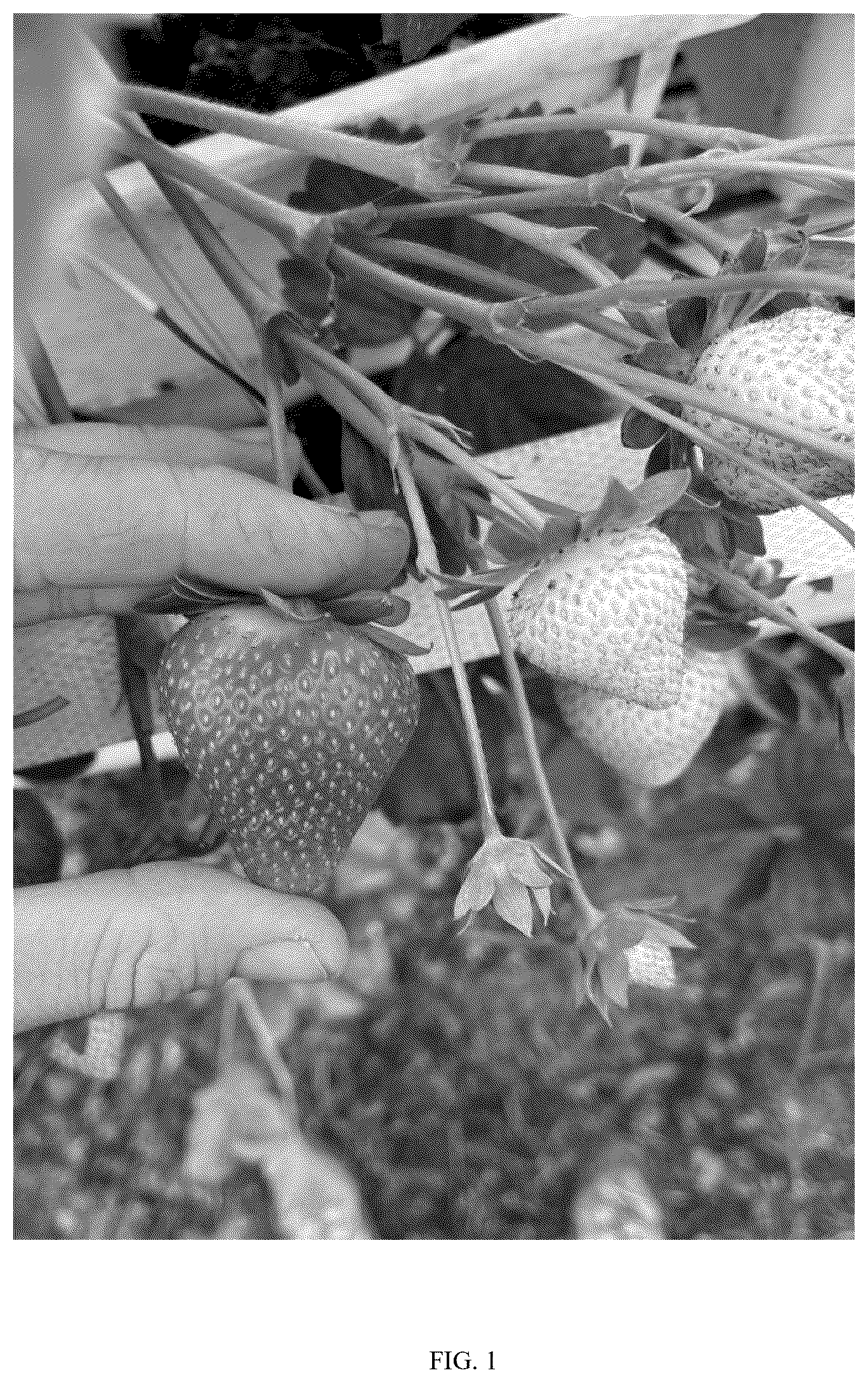 Patent USPP037347 — Fragaria plant named ‘BTSB one’ — Figure 1