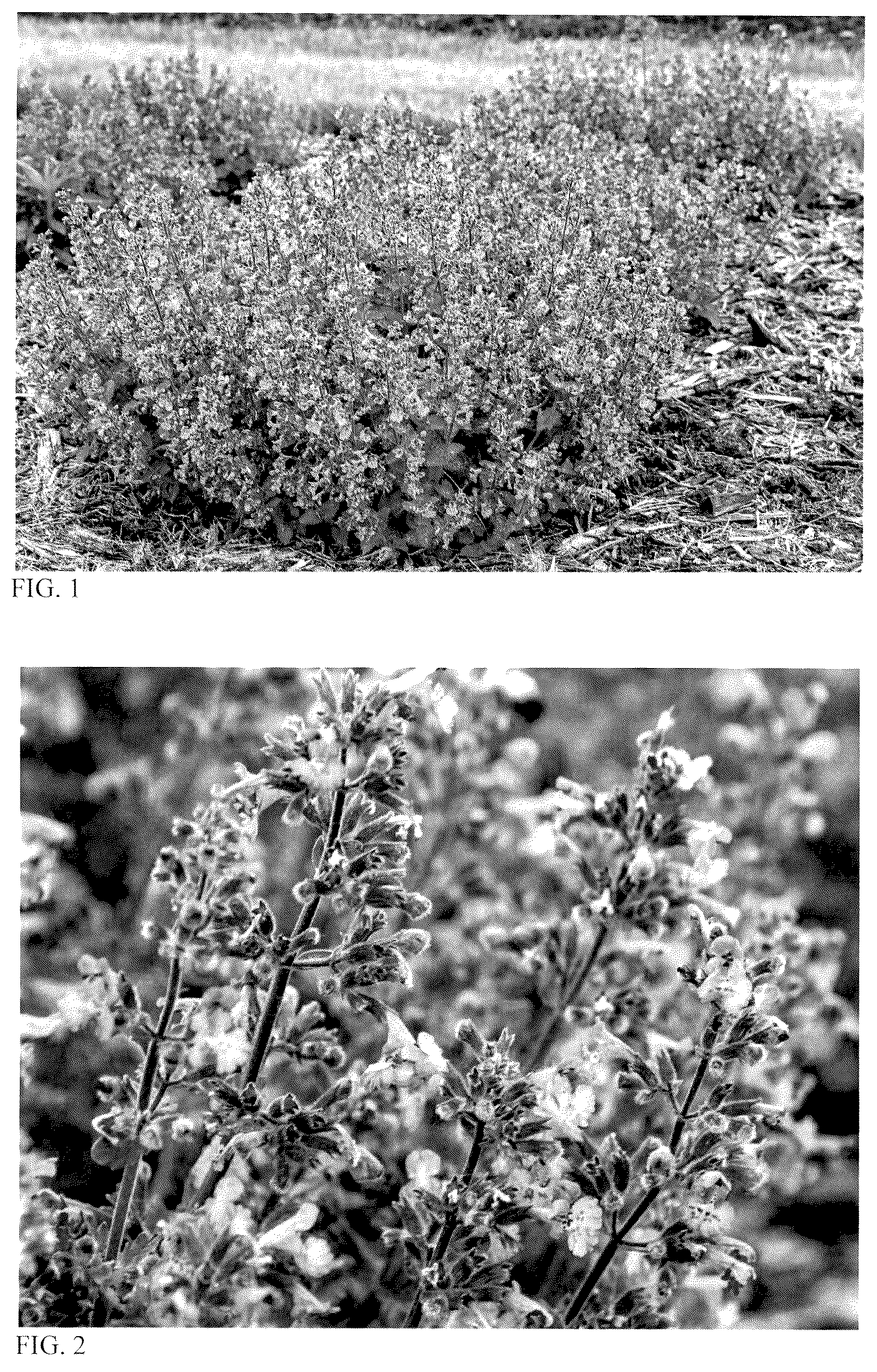 Patent USPP037349 — Nepeta plant named ‘Catwalk Queen’ — Figure 1