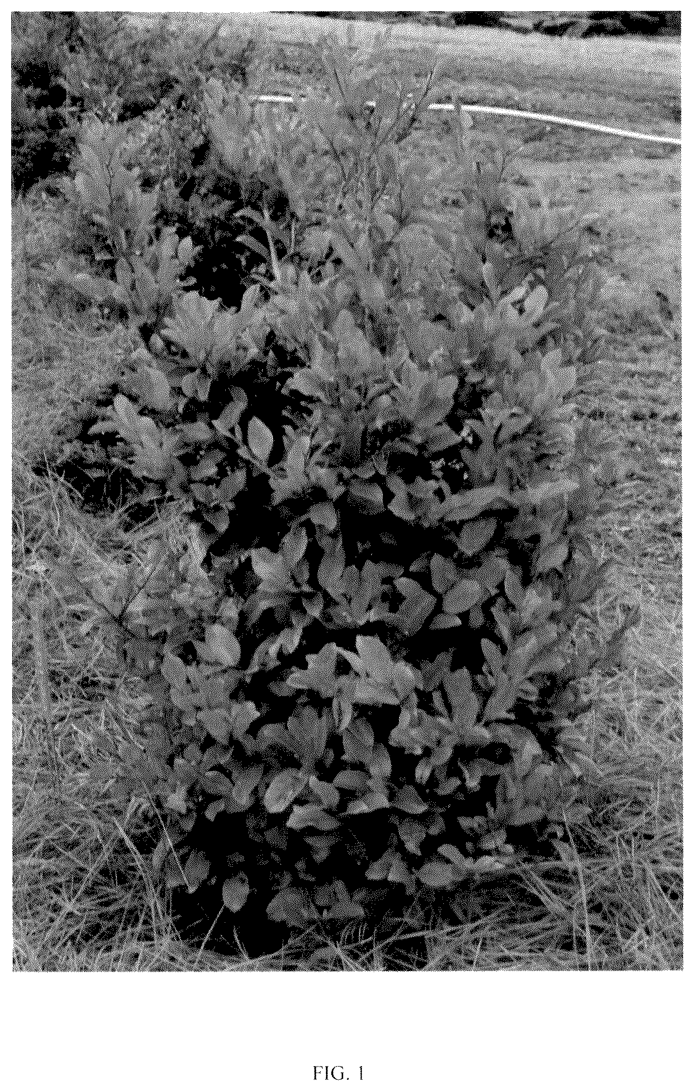 Patent USPP037350 — Distylium plant named ‘T3-01-22’ — Figure 1