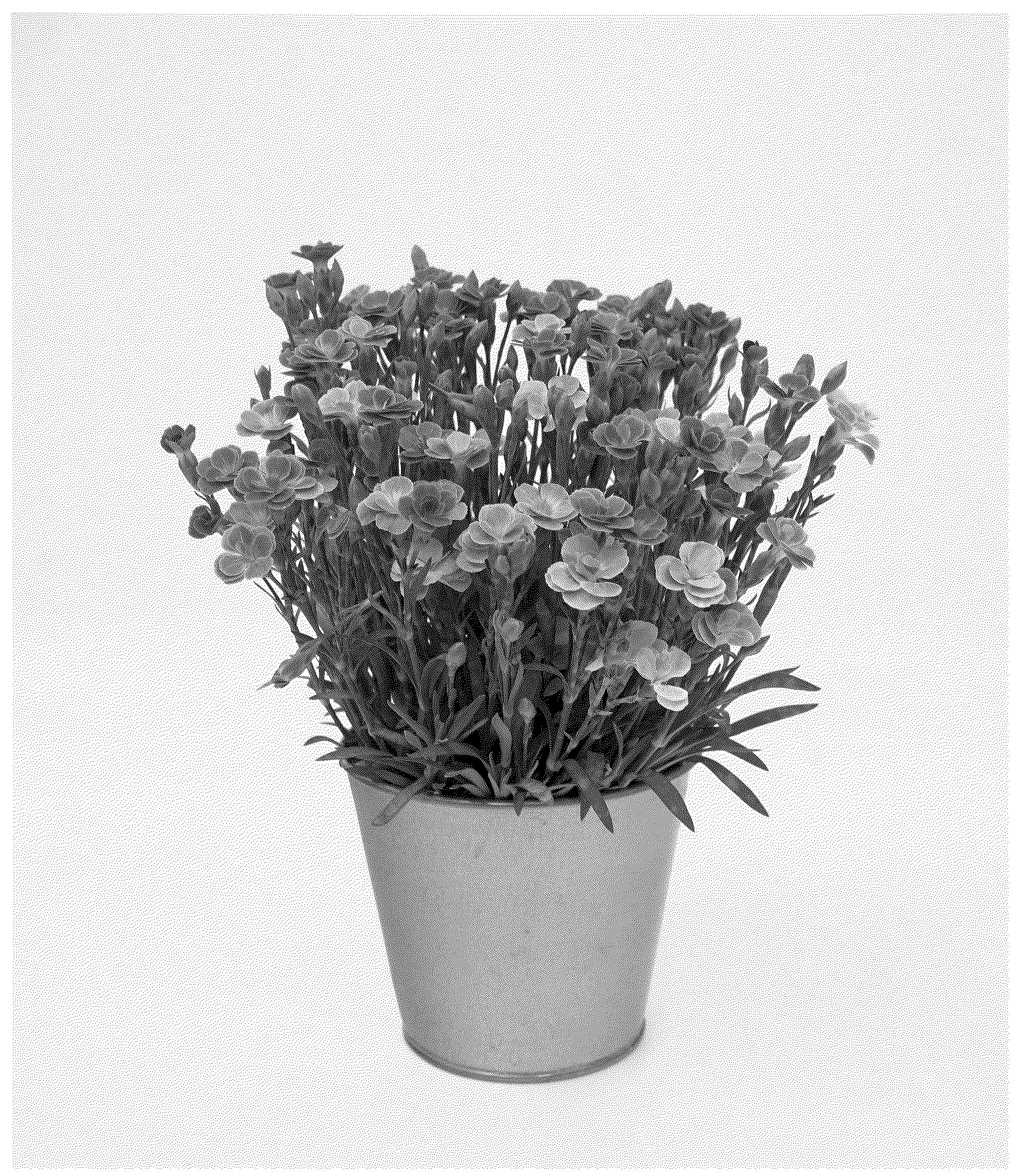 Patent USPP037351 — Dianthus plant named ‘KLEDG24696’ — Figure 1