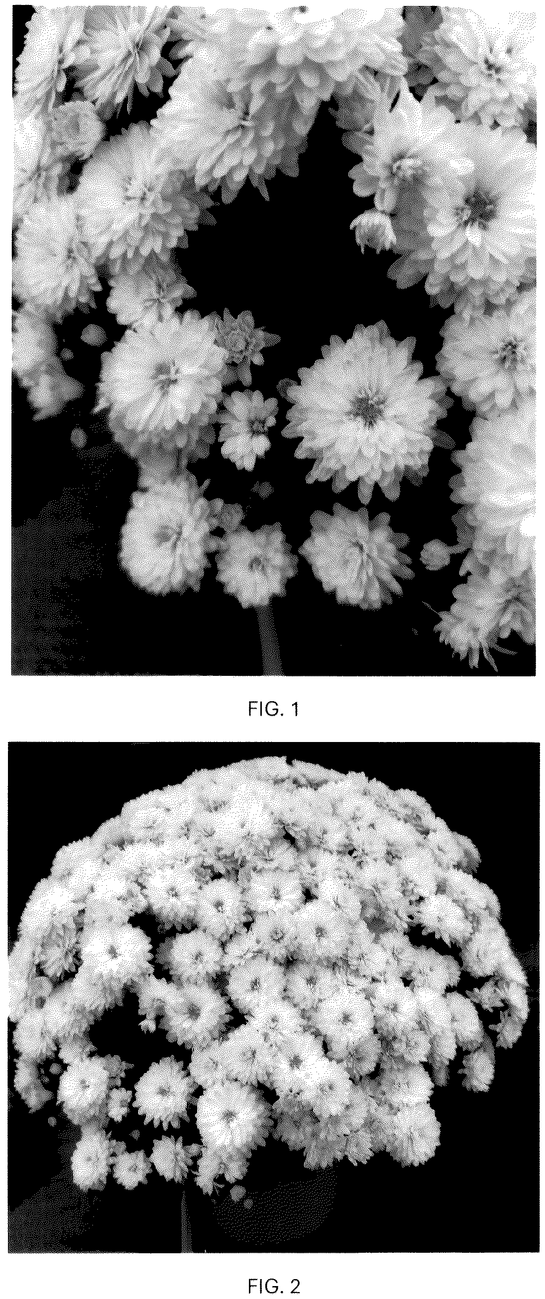 Patent USPP037352 — Chrysanthemum plant named ‘CIFZ0115’ — Figure 1
