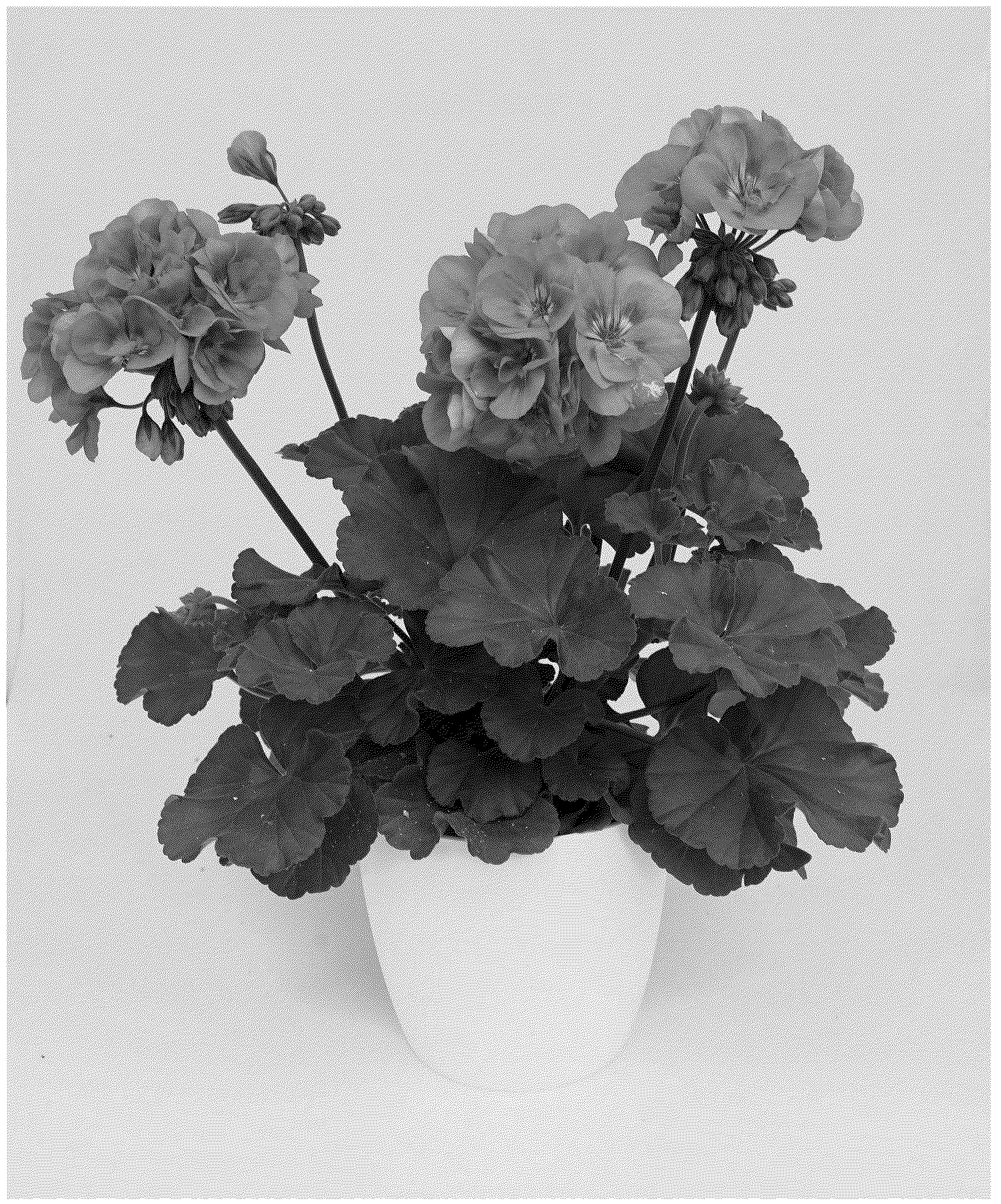 Patent USPP037353 Figure 1 – Pelargonium plant named ‘KLEPZ24810’