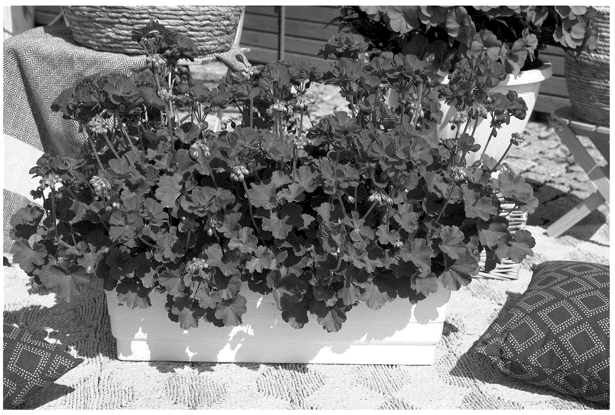 Patent USPP037354 — Pelargonium plant named ‘KLEPZ24789’ — Figure 1