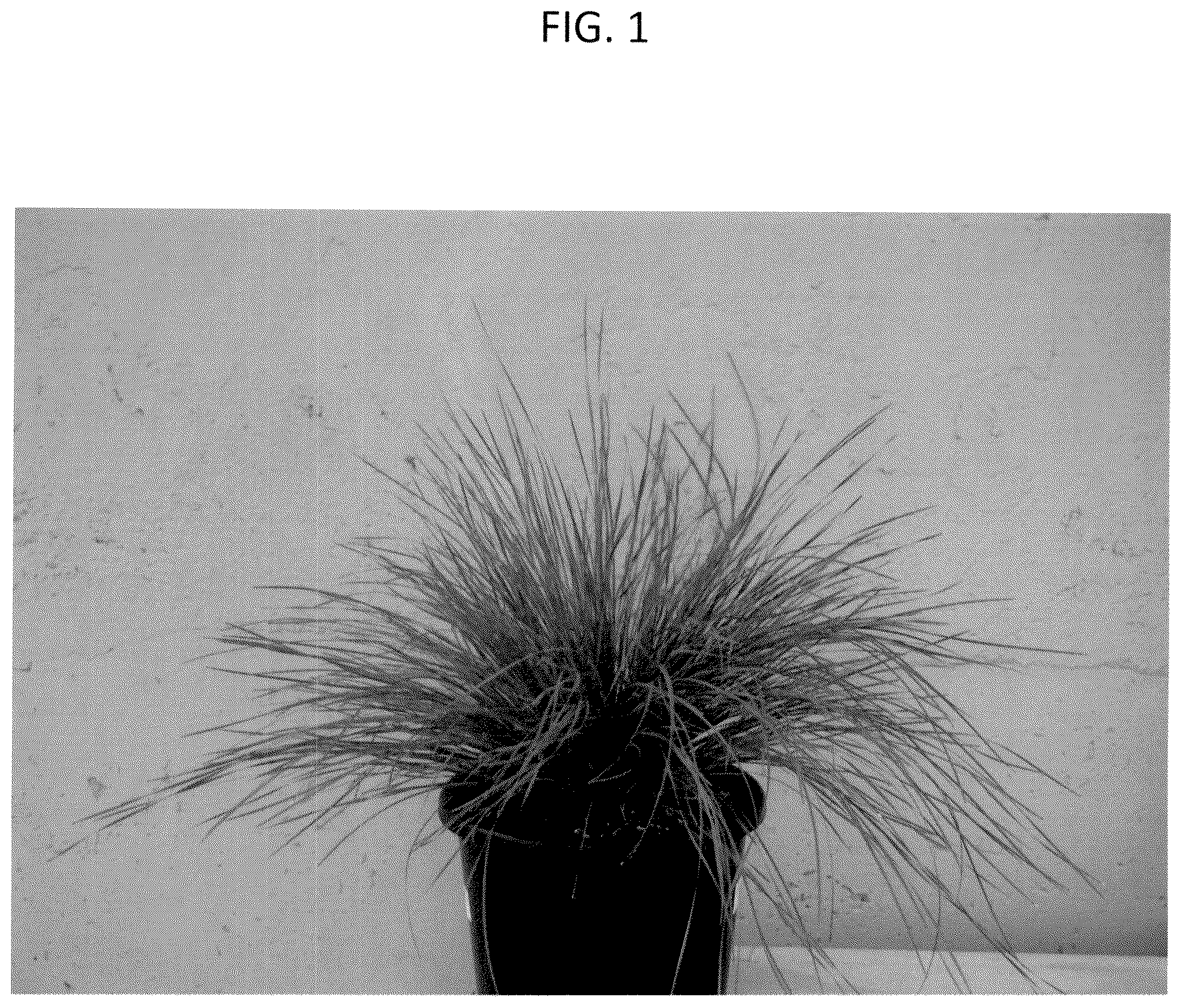 Patent USPP037355 — Lomandra plant named ‘LM360’ — Figure 1