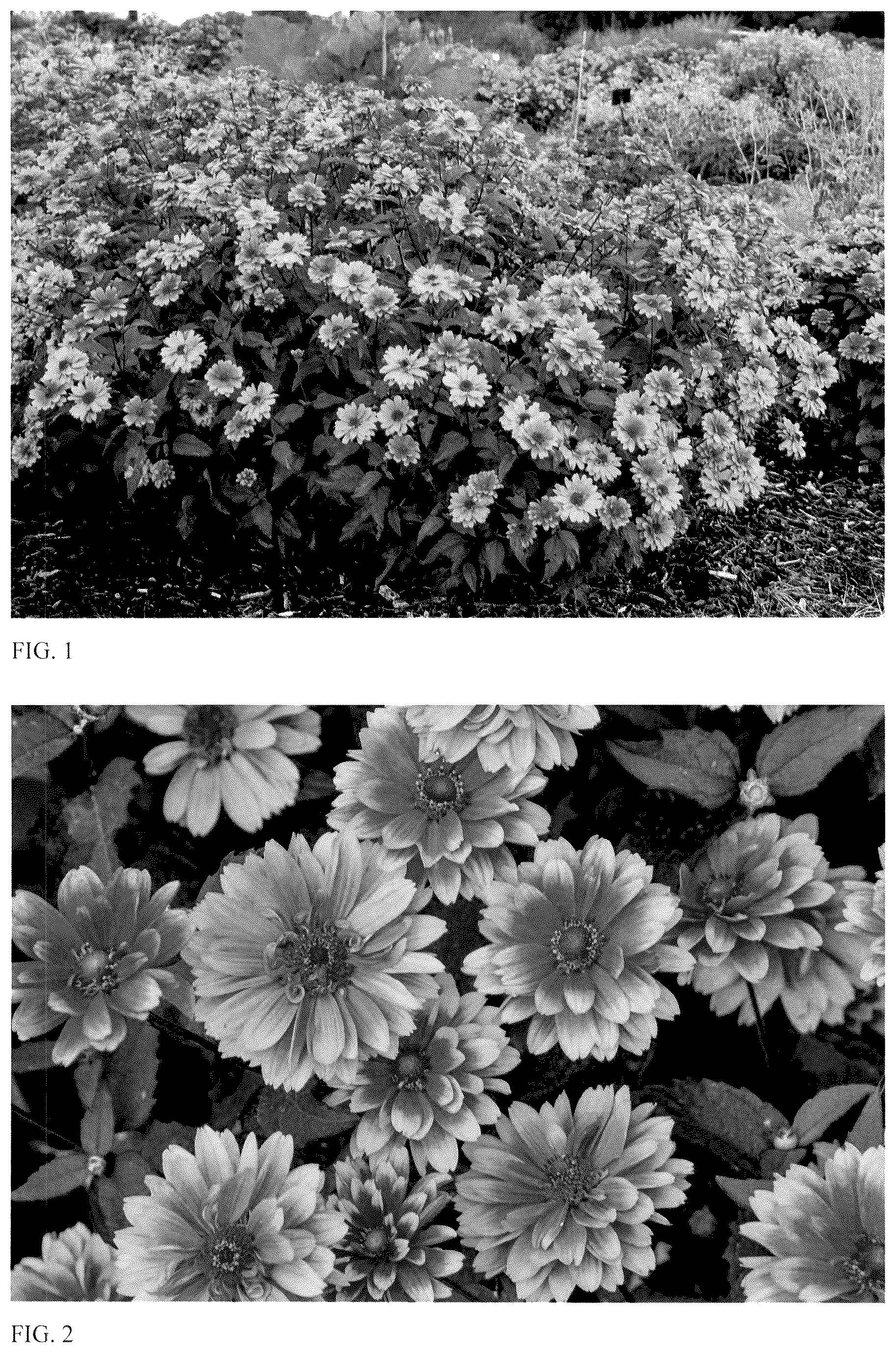 Patent USPP037356 Figure 1 – Heliopsis plant named ‘Forged in Fire’
