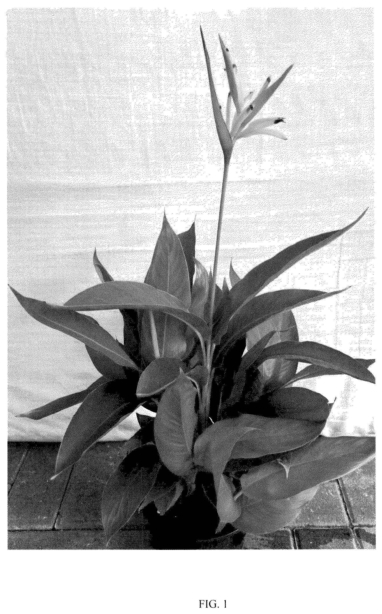 Patent USPP037374 — Heliconia plant named ‘RUBY PARROT IMPROVED’ — Figure 1