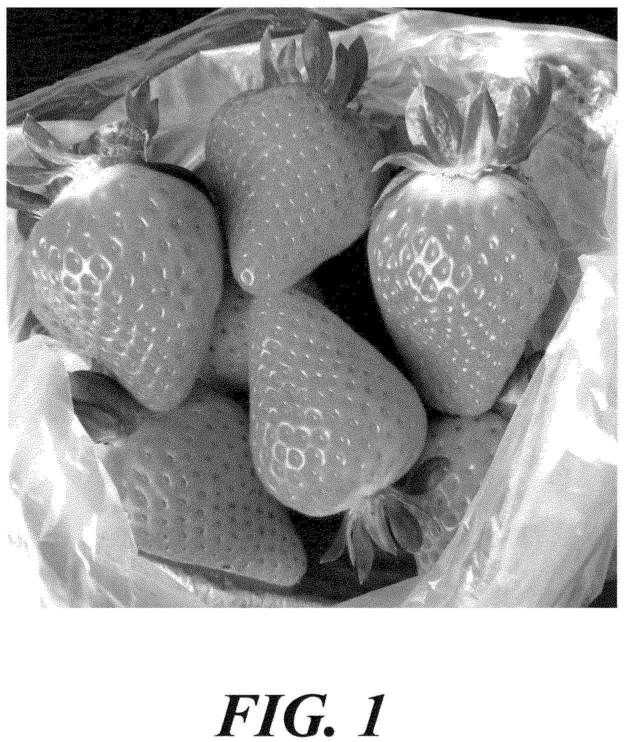Patent USPP037375 — Strawberry plant named ‘LBR 96 1’ — Figure 1