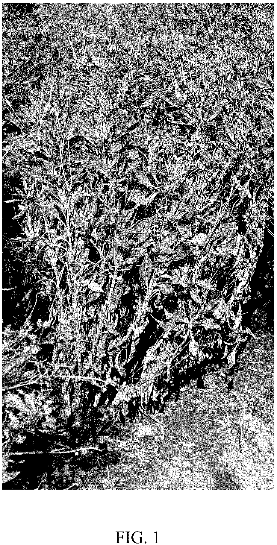 Patent USPP037376 — Guayule plant named ‘E-B2WN-13167’ — Figure 1