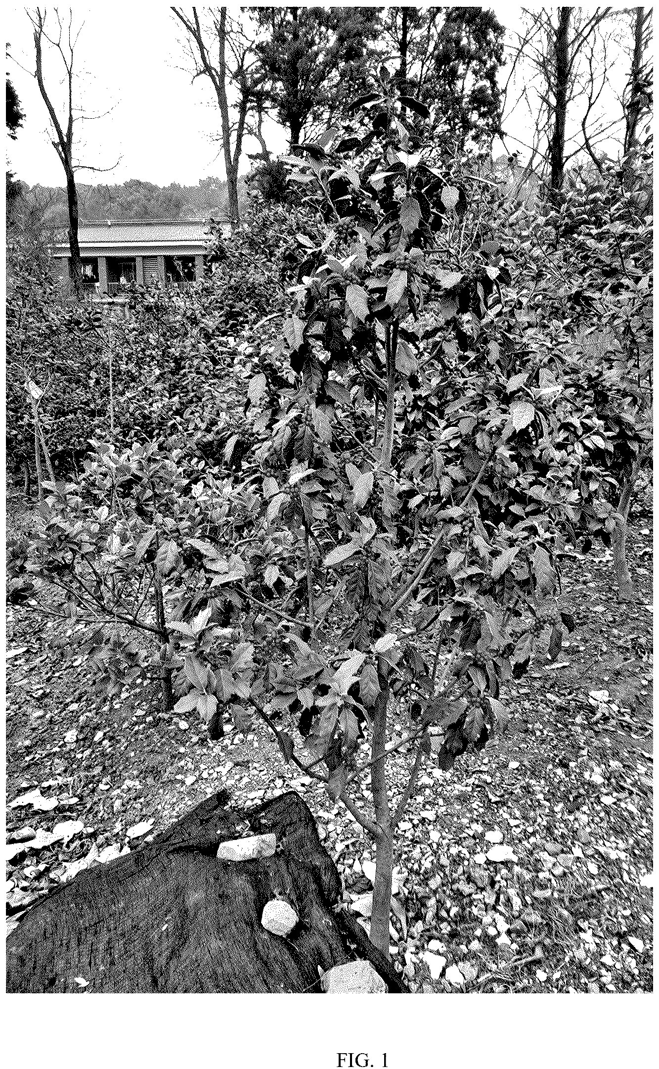 Patent USPP037377 — Ilex plant named ‘GUARD’ — Figure 1