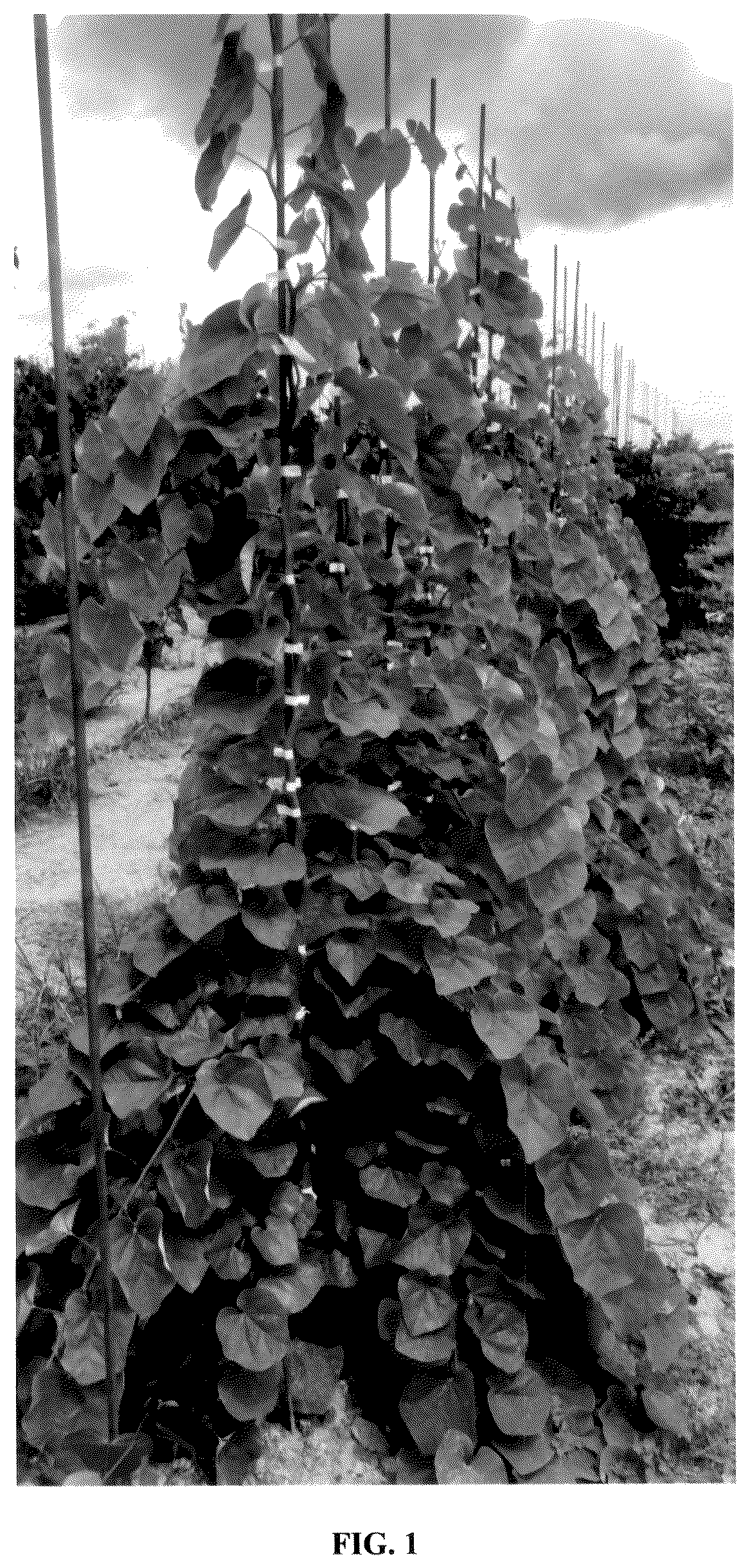 Patent USPP037378 — Cercis plant named ‘JN104’ — Figure 1