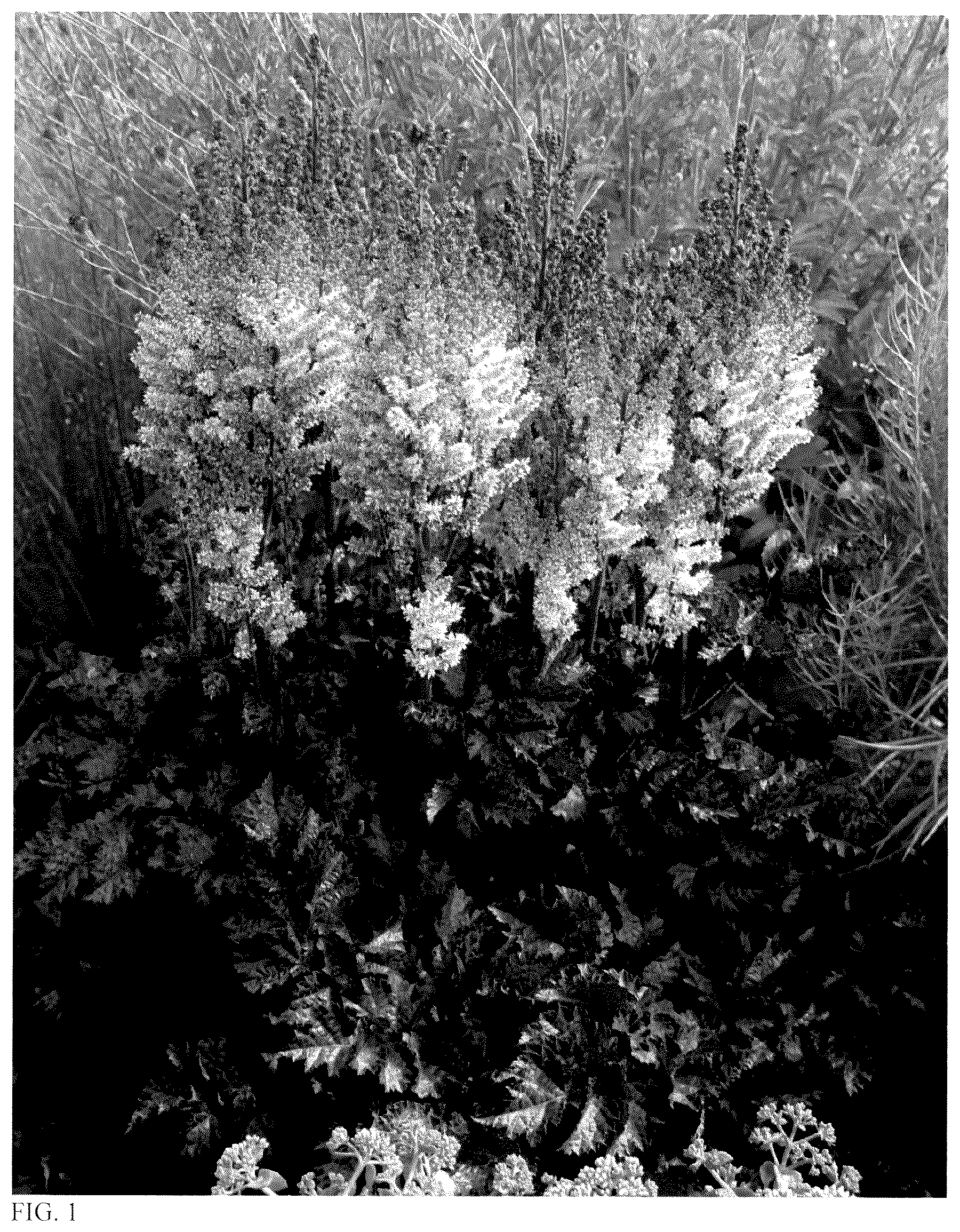 Patent USPP037379 — Astilbe plant named ‘Dragon's Lair’ — Figure 1