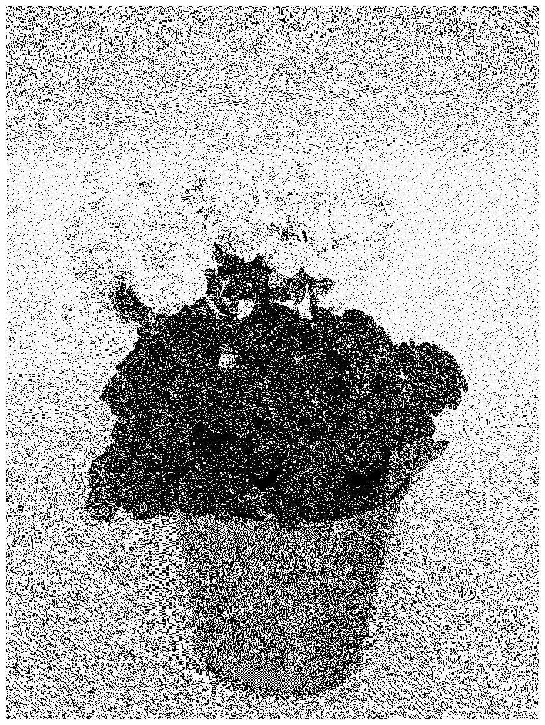 Patent USPP037380 — Pelargonium plant named ‘KLEPZ24852’ — Figure 1