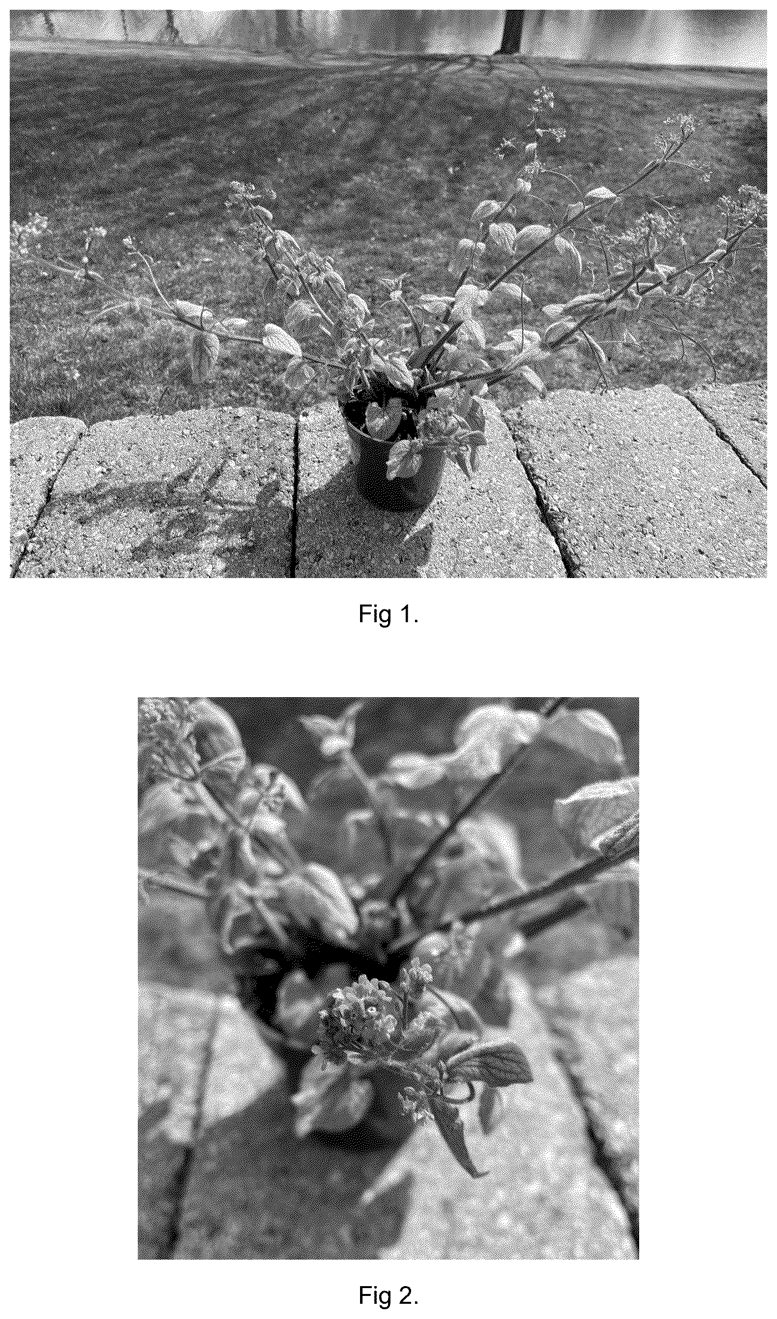 Patent USPP037381 — Brunnera plant named ‘Balfrosmic’ — Figure 1