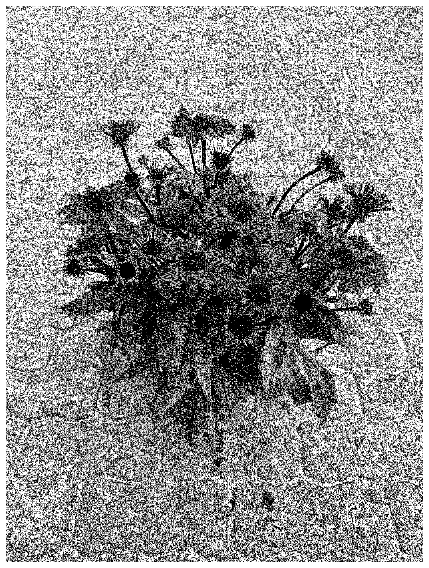 Patent USPP037382 — Echinacea plant named ‘BullEchipur 122’ — Figure 1