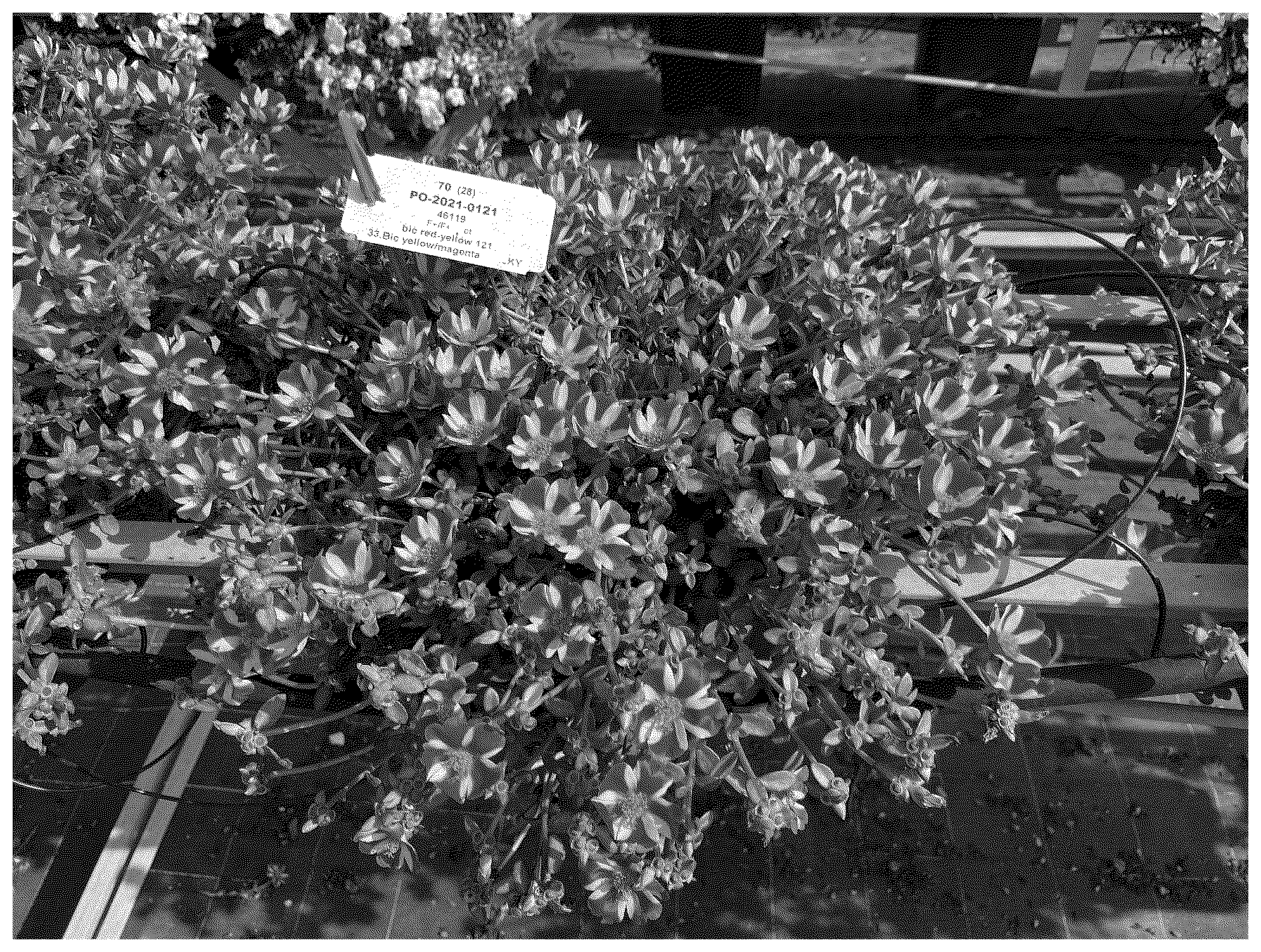 Patent USPP037383 — Portulaca plant named ‘NUFPO24119’ — Figure 1