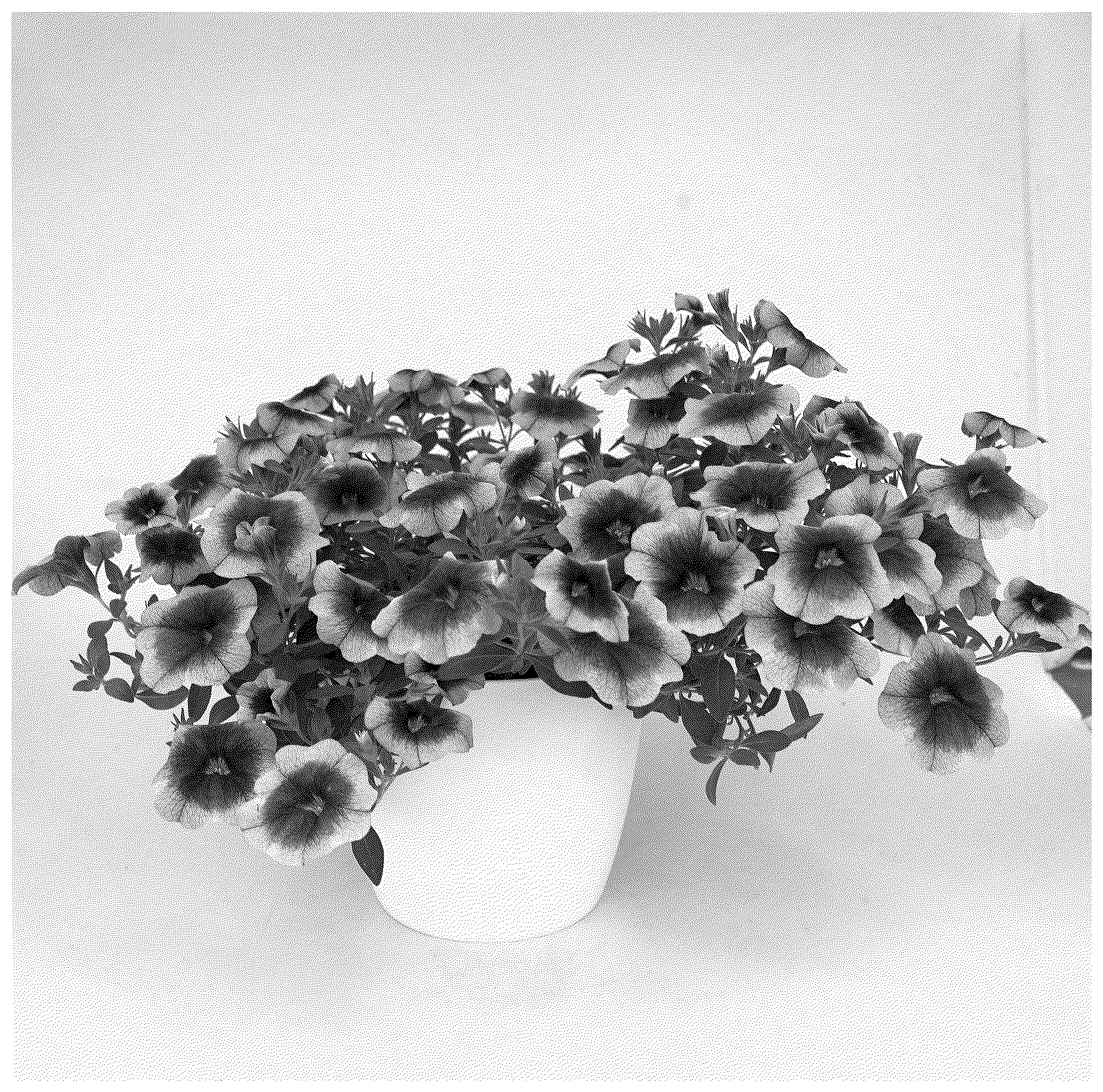 Patent USPP037384 Figure 1 – Calibrachoa plant named ‘KLECA24A64’