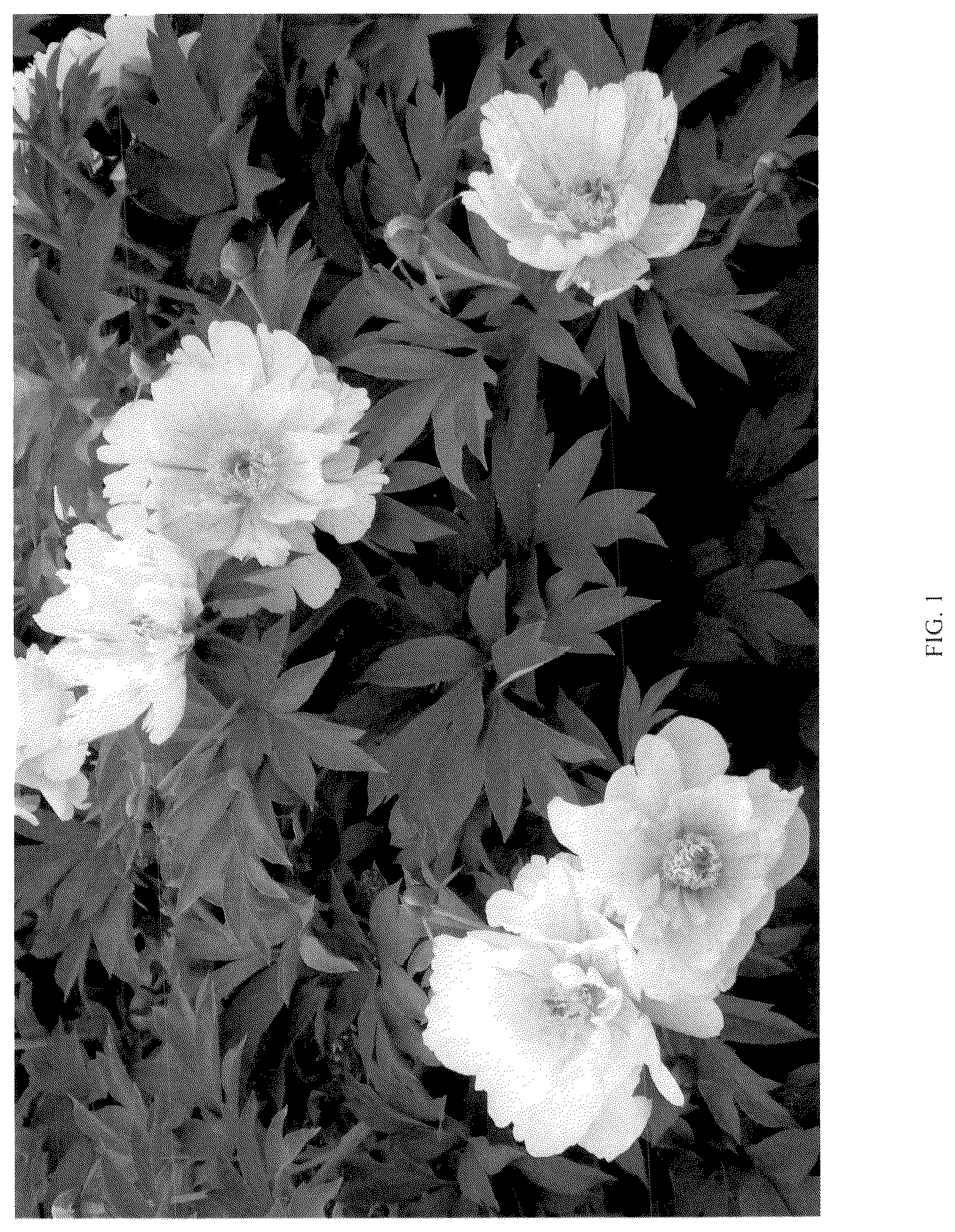 Patent USPP037385 — Paeonia plant named ‘Smithopus12’ — Figure 1
