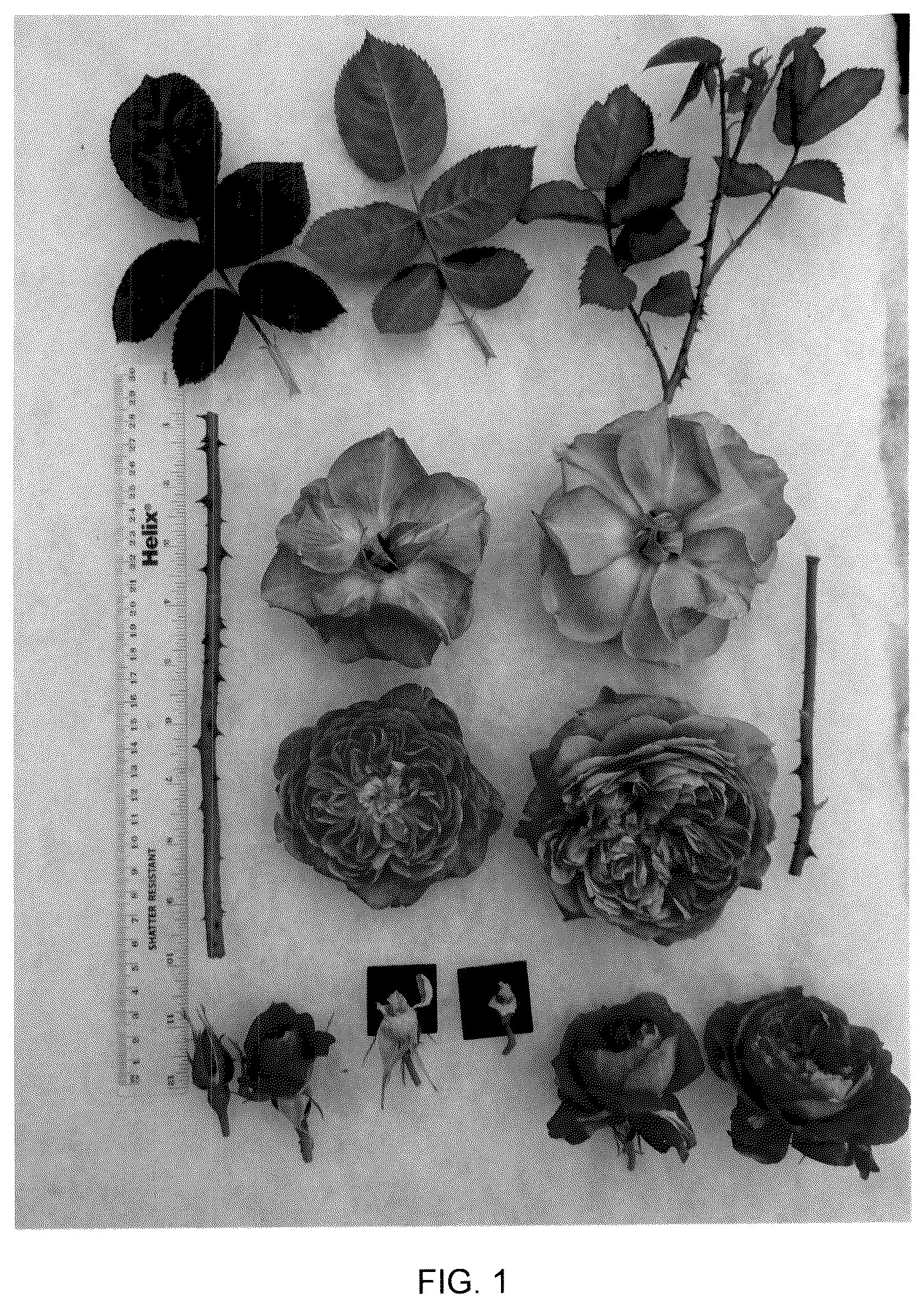 Patent USPP037386 — Shrub rose plant named ‘AUSB44A16’ — Figure 1