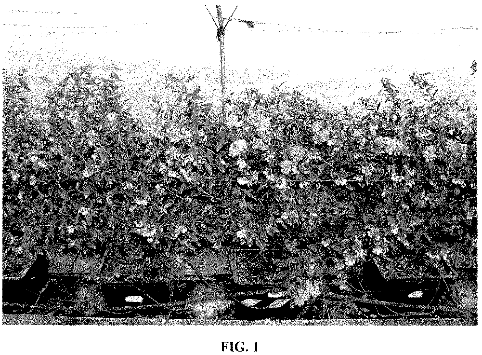 Patent USPP037387 — Blueberry plant named ‘FCE18-015’ — Figure 1