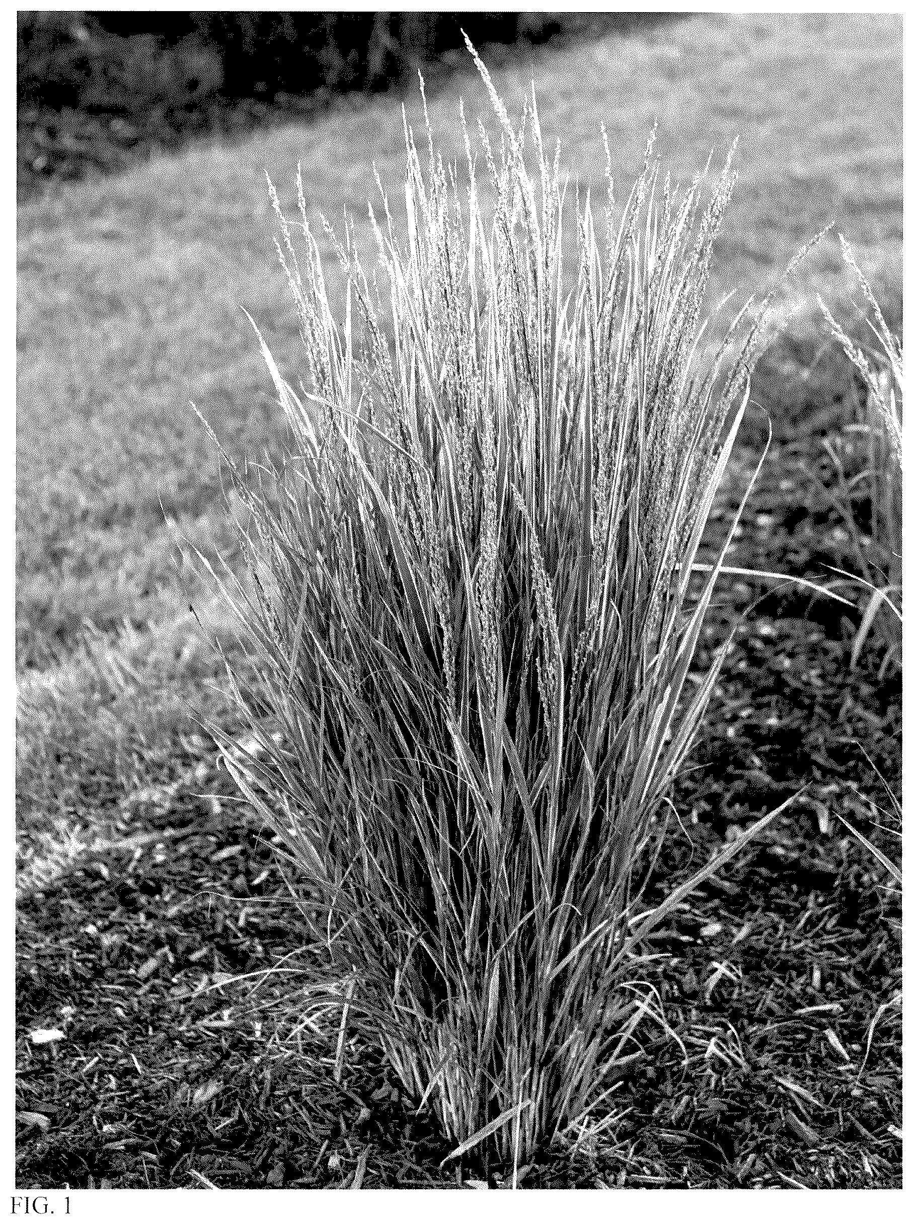 Patent USPP037388 — Panicum plant named ‘Switcheroo’ — Figure 1
