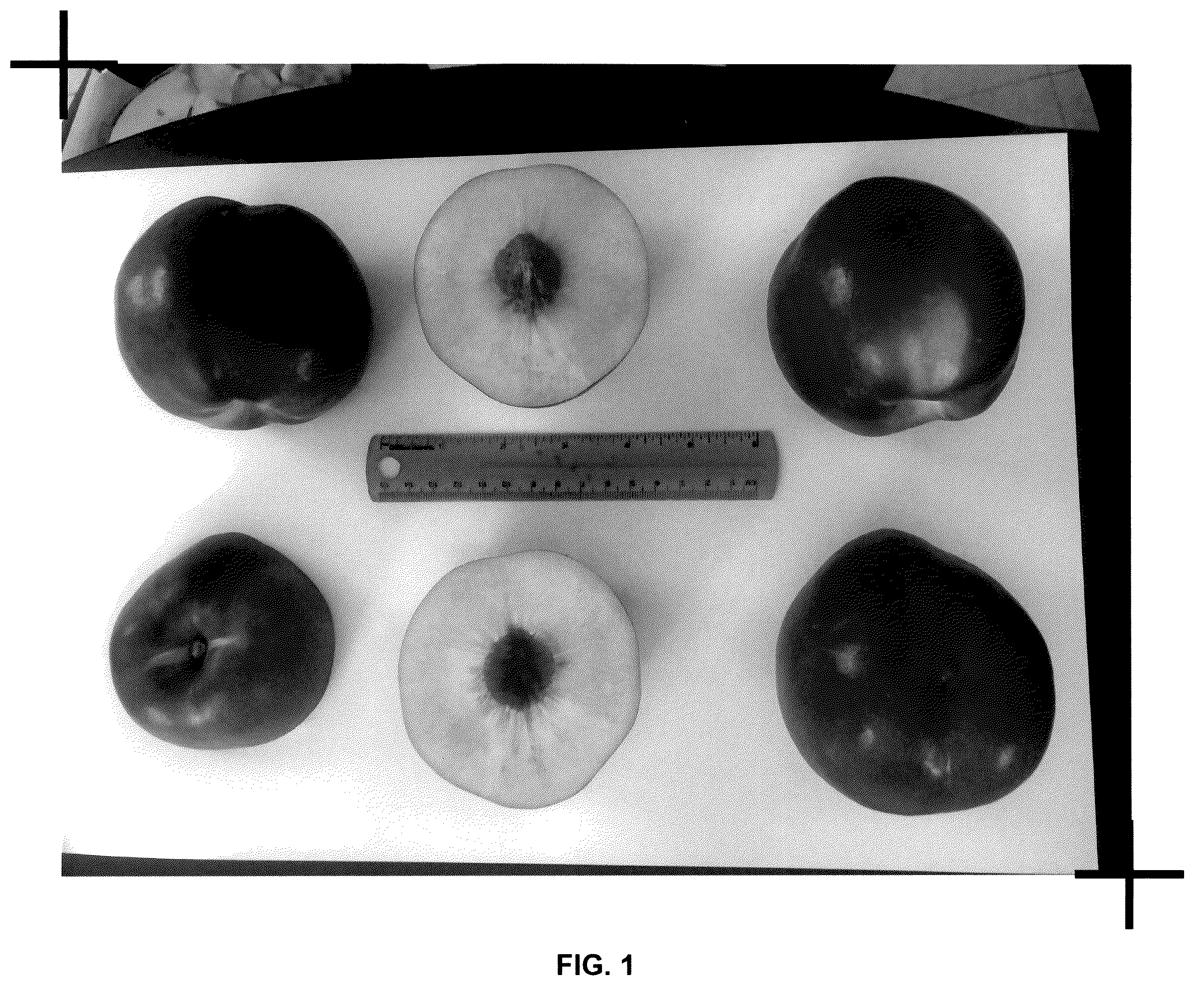 Patent USPP037389 — Nectarine tree named ‘Prima Diamond 7’ — Figure 1