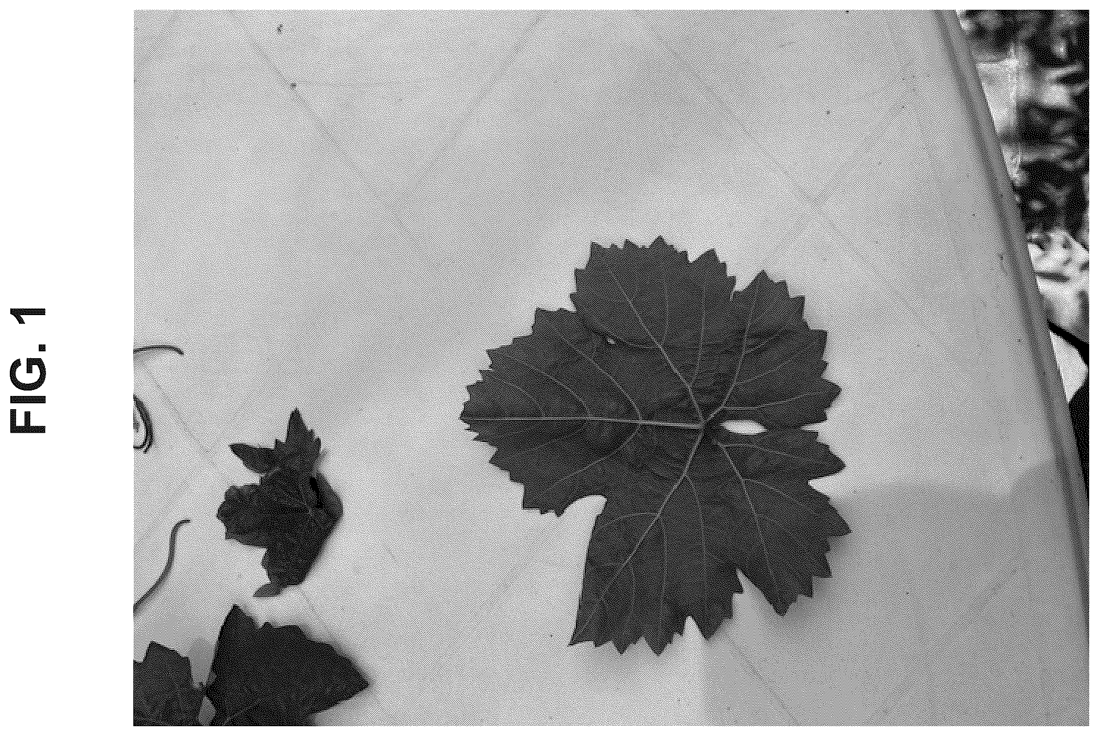 Patent USPP037390 — Grapevine plant named ‘Big Bear’ — Figure 1