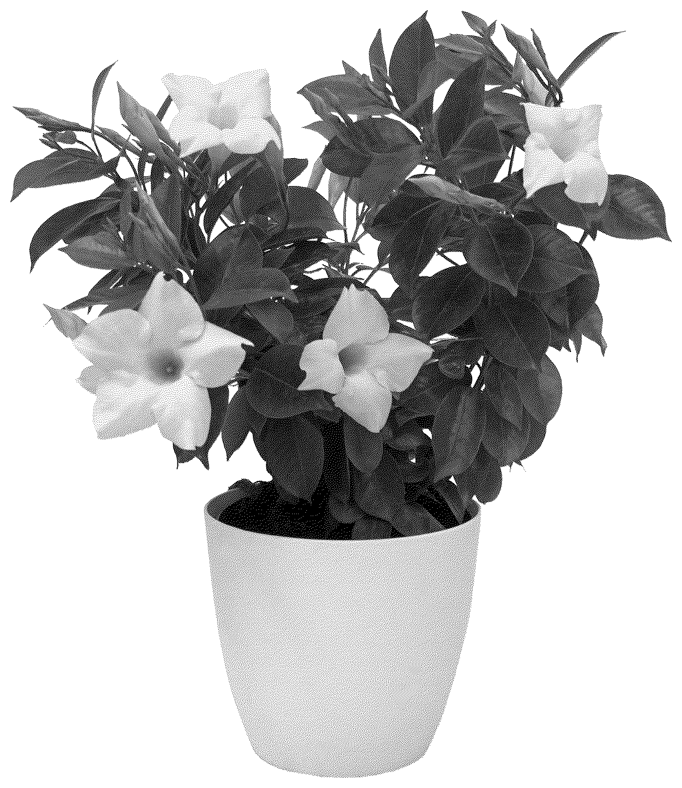 Patent USPP037391 Figure 1 – Mandevilla plant named ‘KLEMS23101’