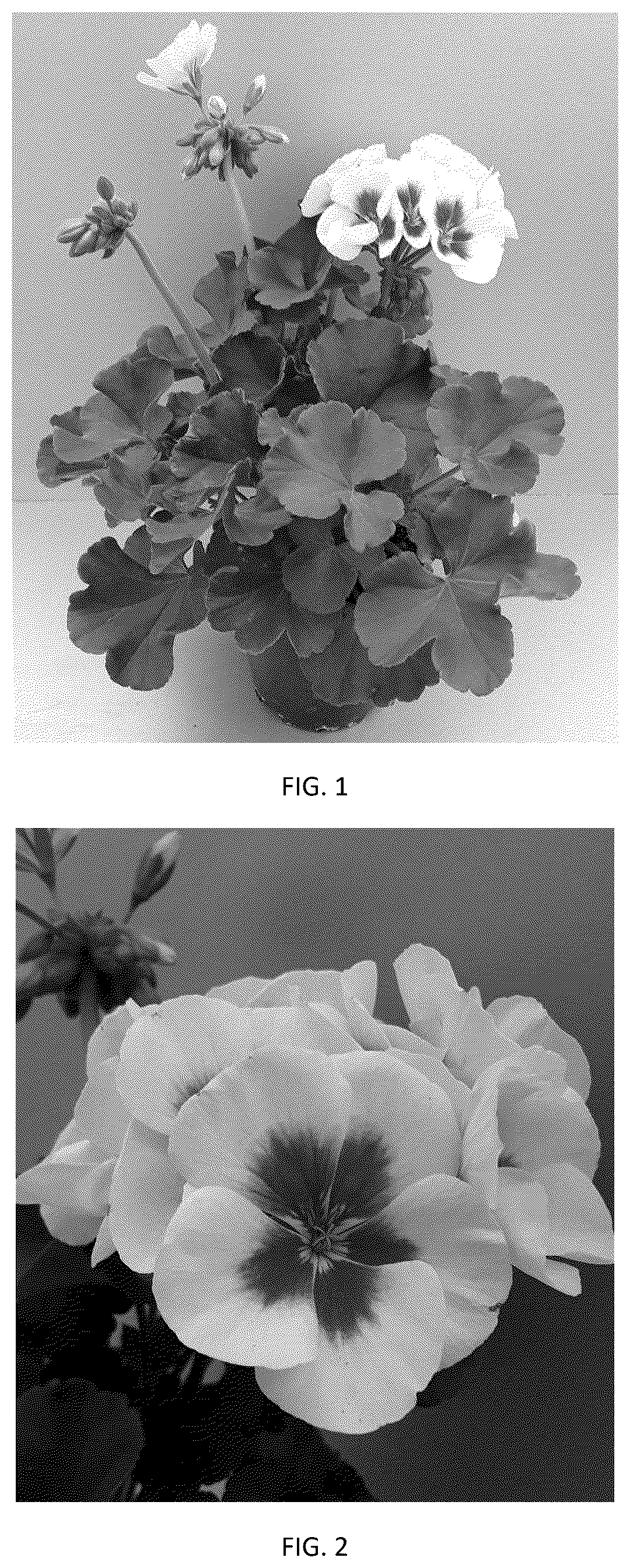 Patent USPP037392 Figure 1 – Pelargonium plant named ‘PEQZ0108’