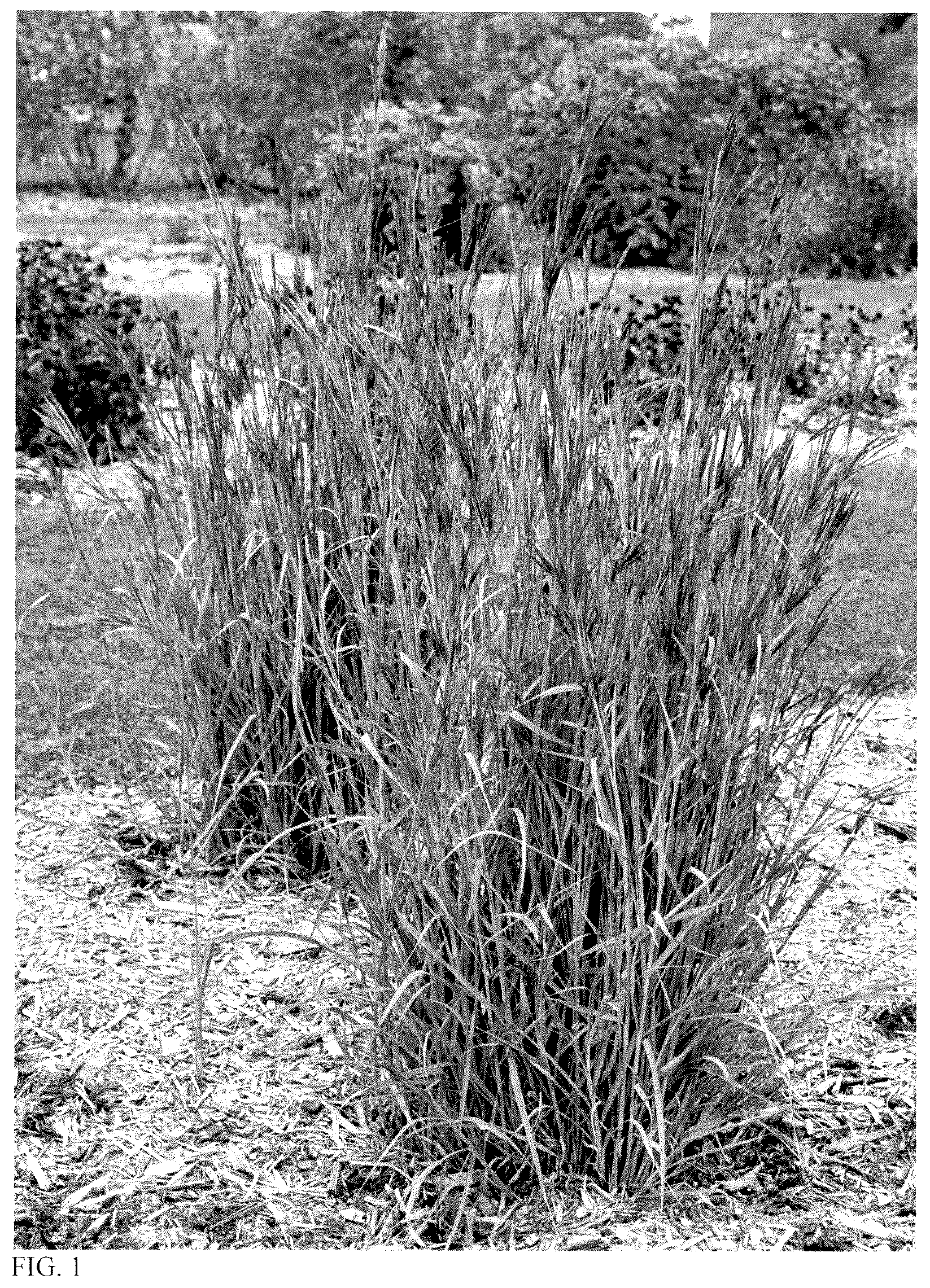 Patent USPP037393 Figure 1 – Andropogon grass named ‘Blue Steel’