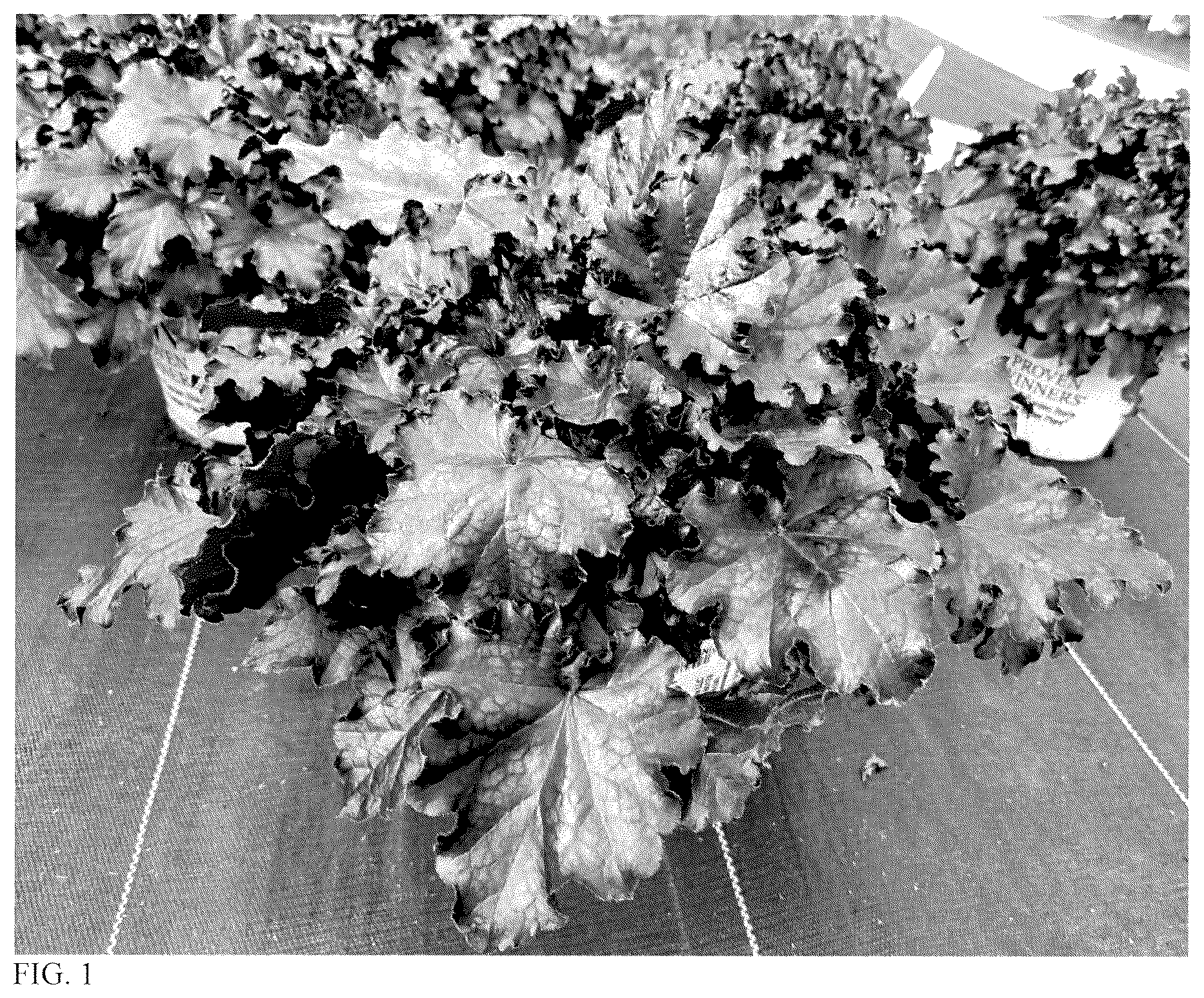 Patent USPP037394 Figure 1 – Heuchera plant named ‘Sultry Night’