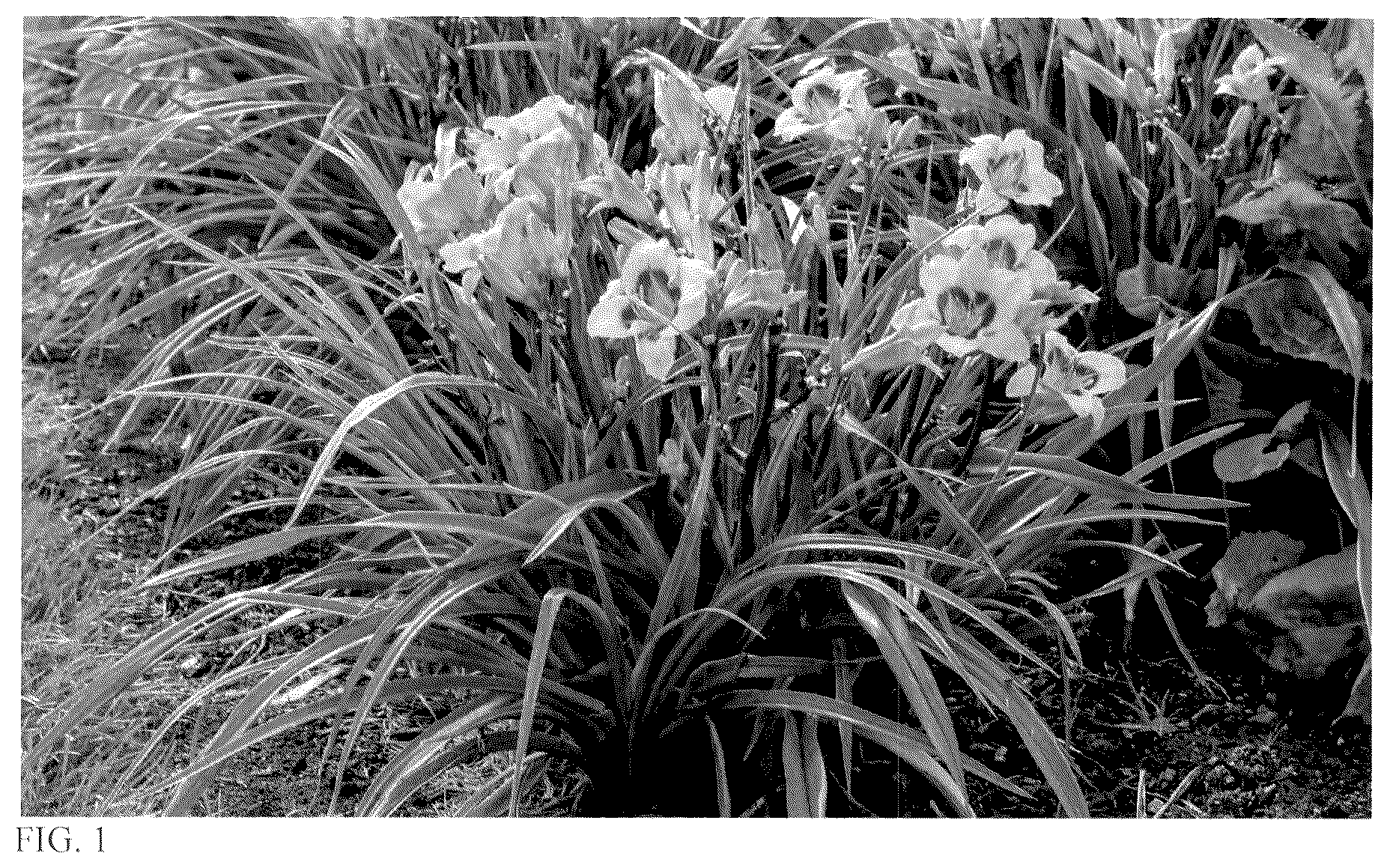 Patent USPP037395 Figure 1 – Hemerocallis plant named ‘Honey Barbeque’