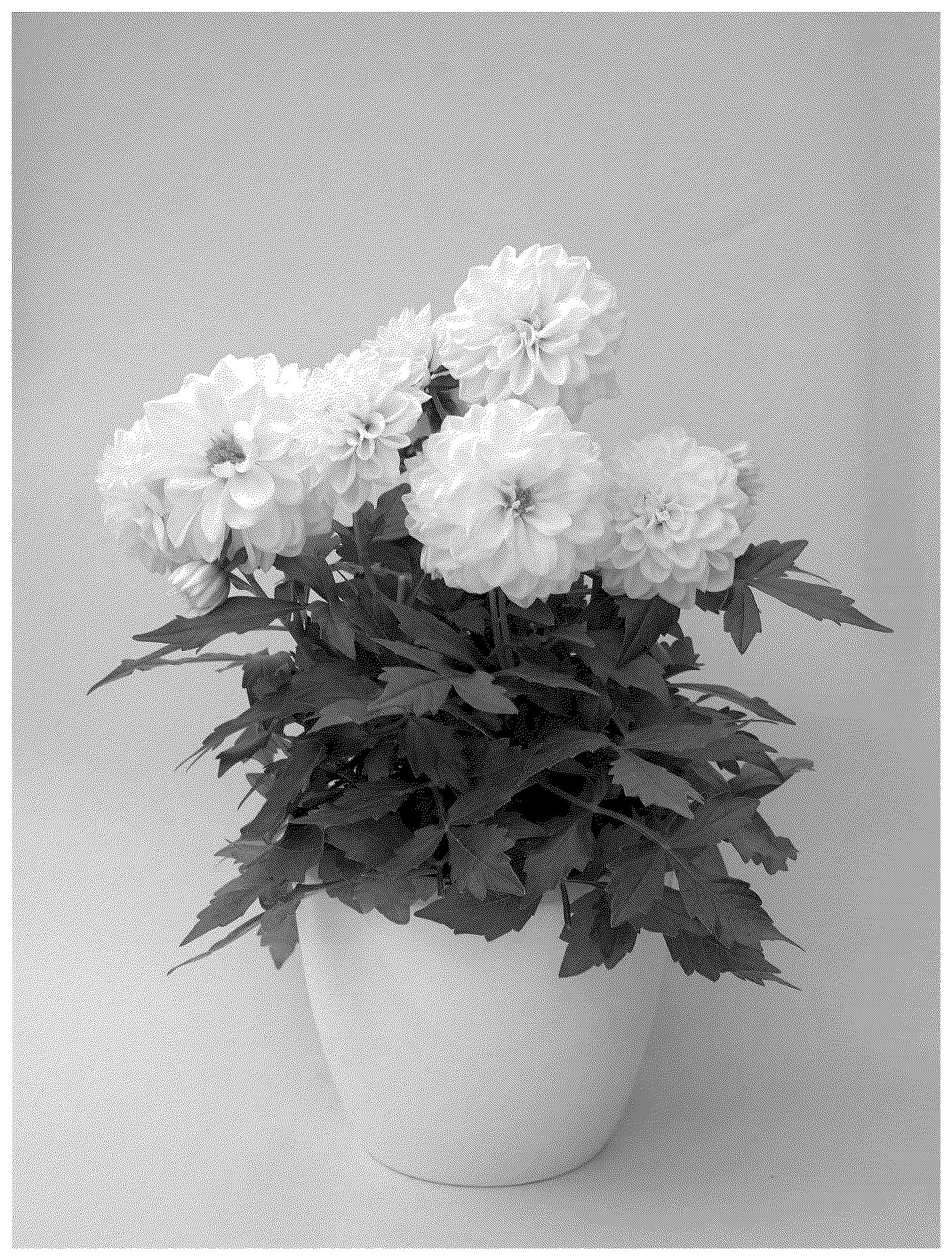 Patent USPP037396 — Dahlia plant named ‘KLEDH24733’ — Figure 1