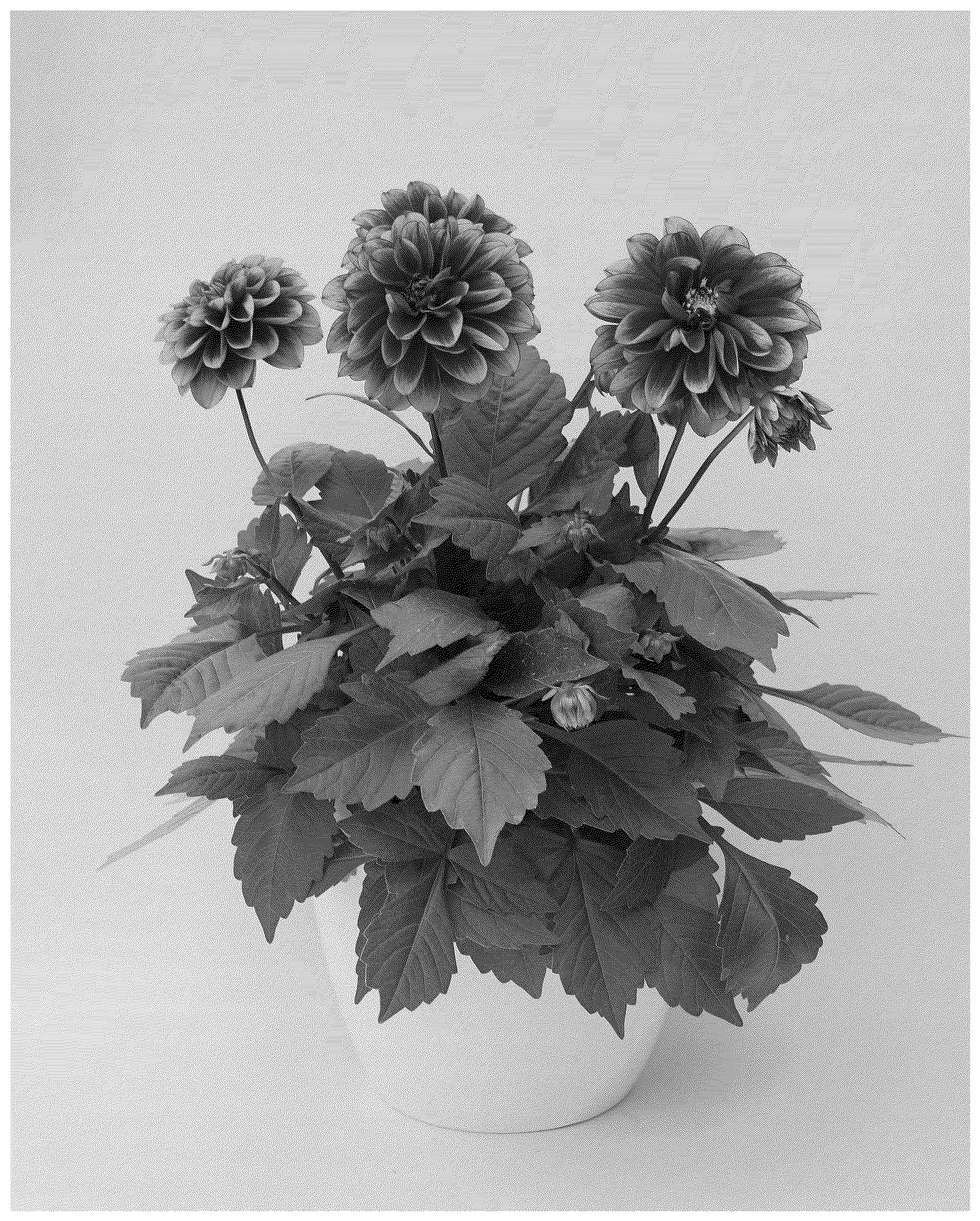 Patent USPP037397 — Dahlia plant named ‘KLEDH24695’ — Figure 1